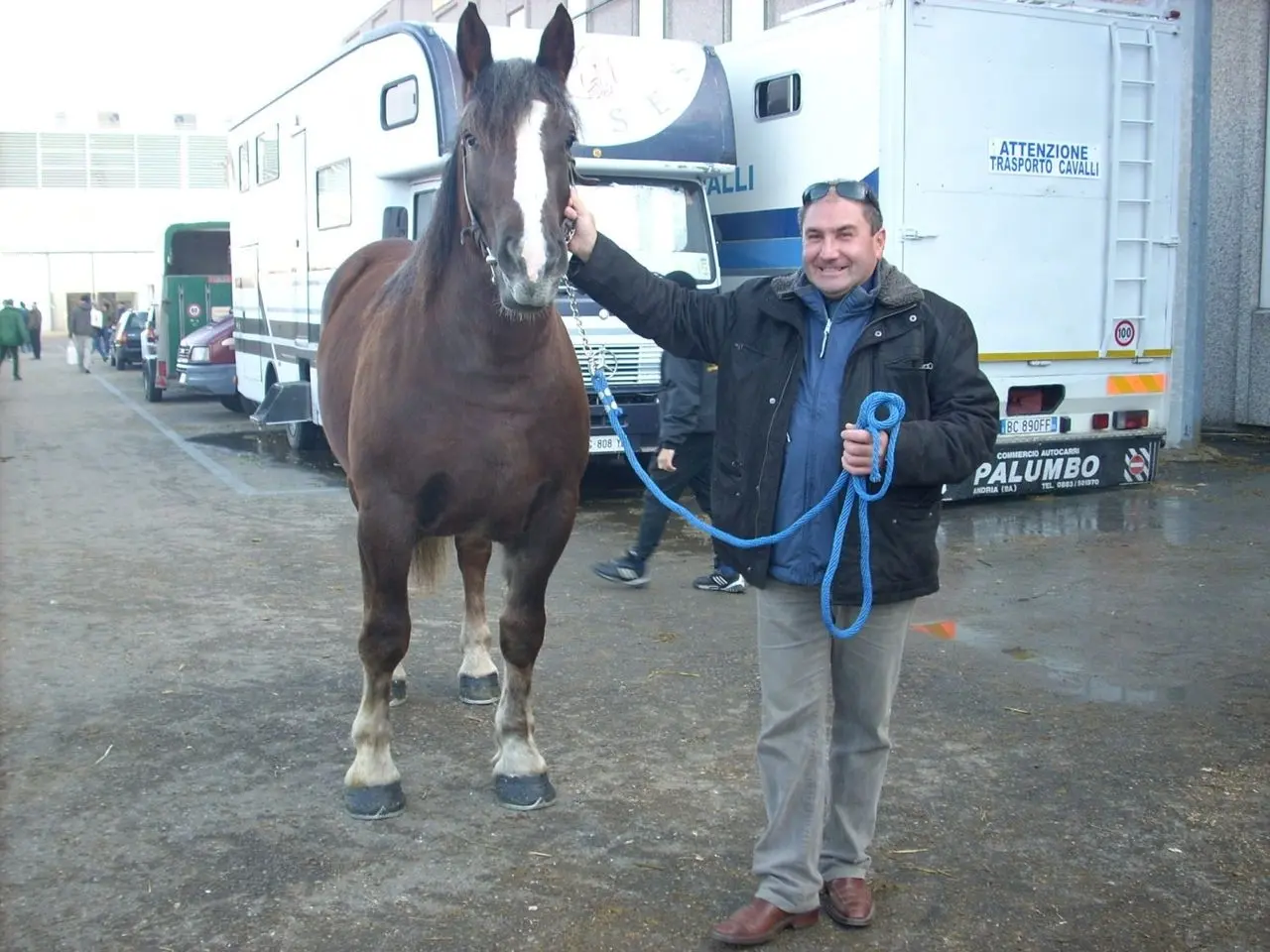 Italian Heavy Draft Horse