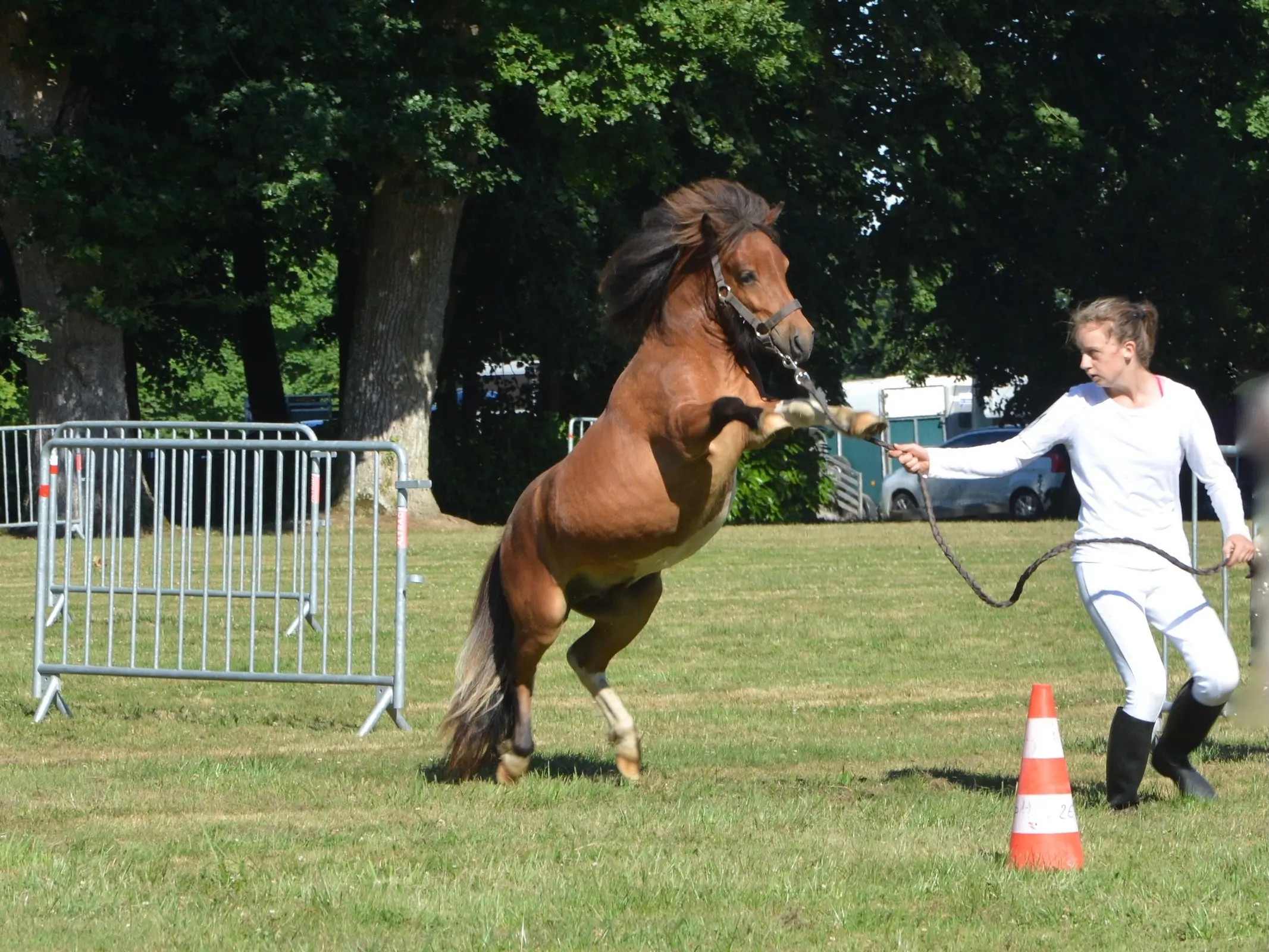 Horse jumping a fence