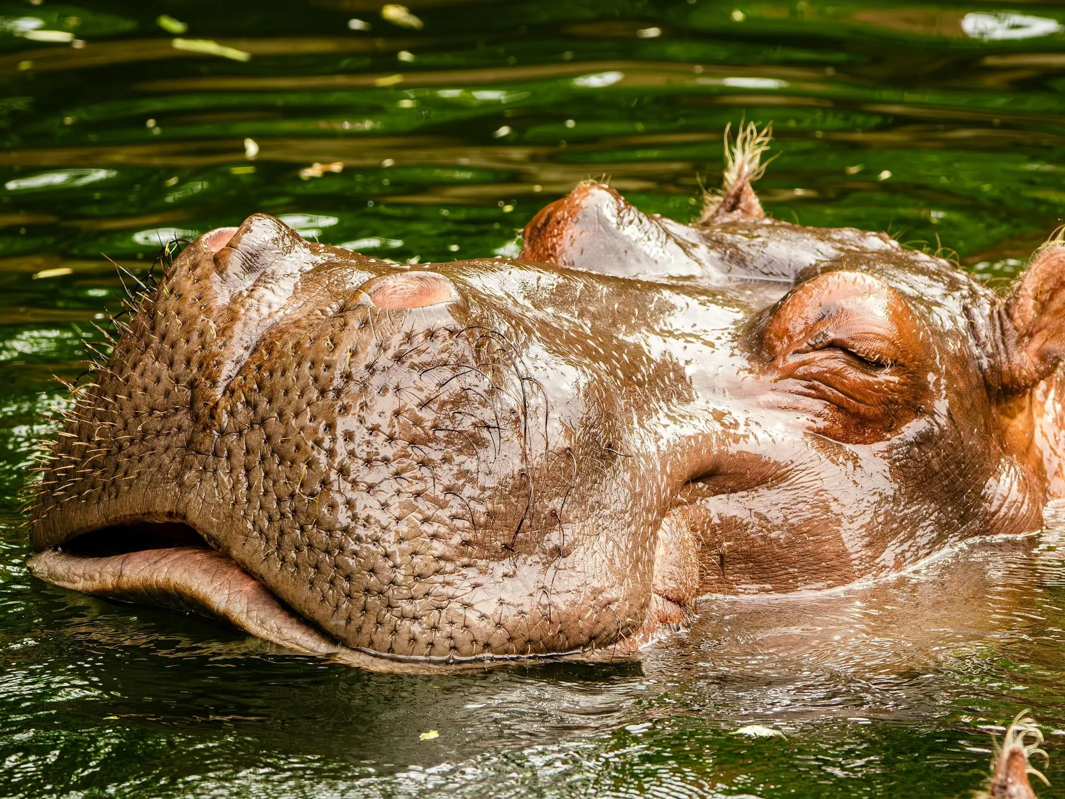 Hippo in the water