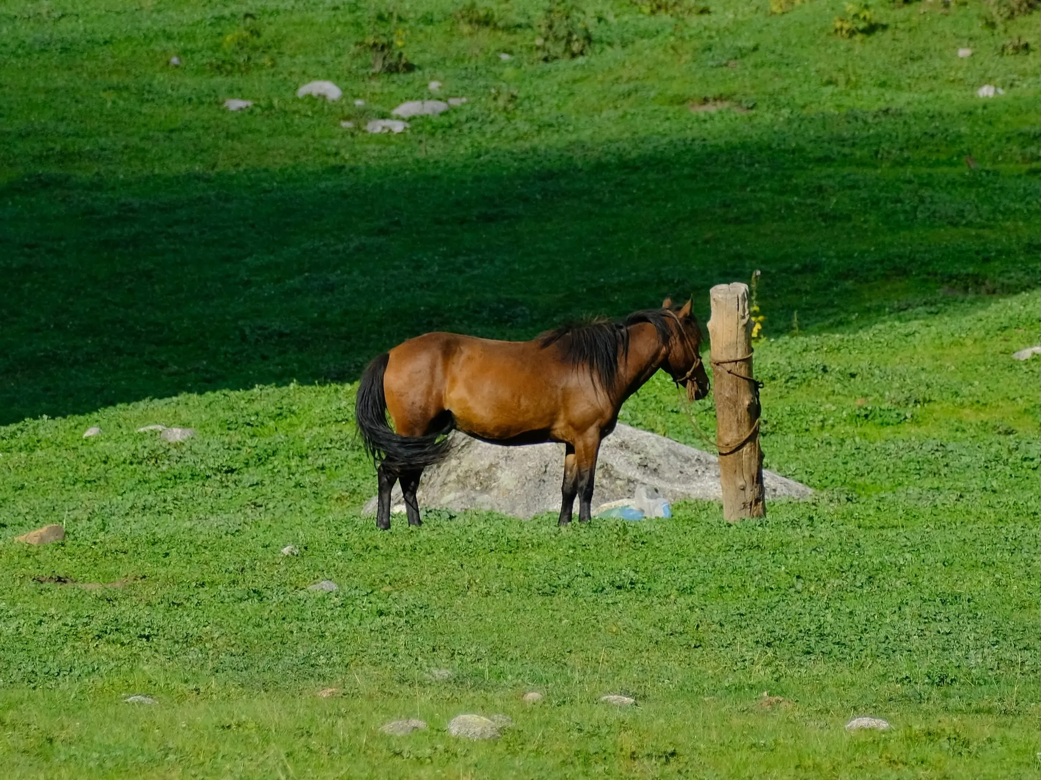 Jianchang Pony