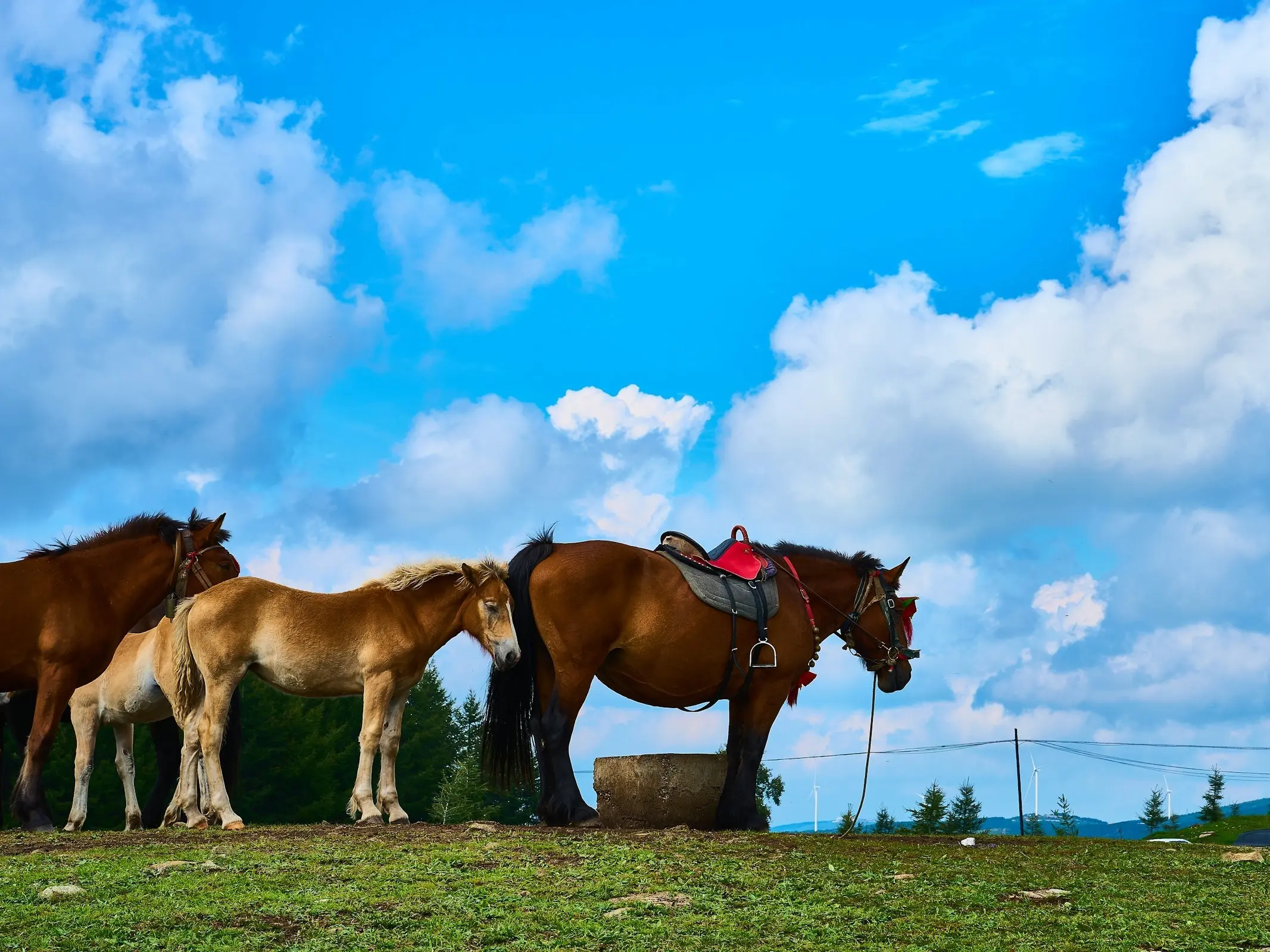 Jielin Horse