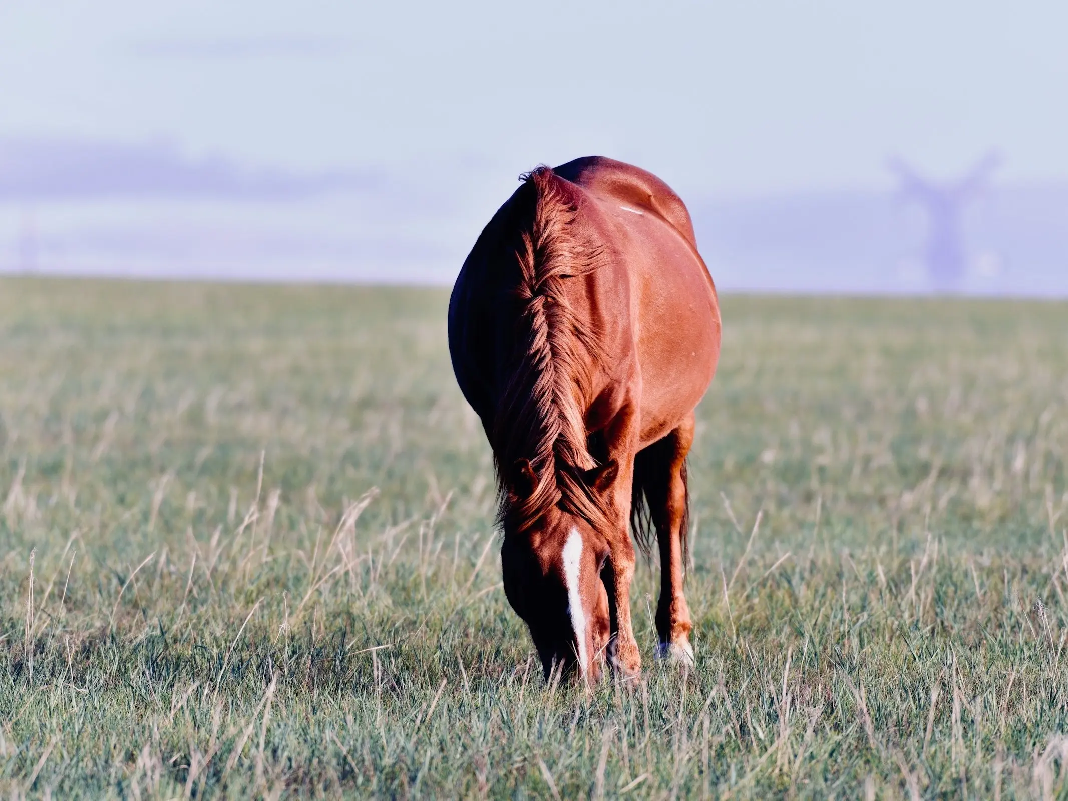 Jinhong Horse