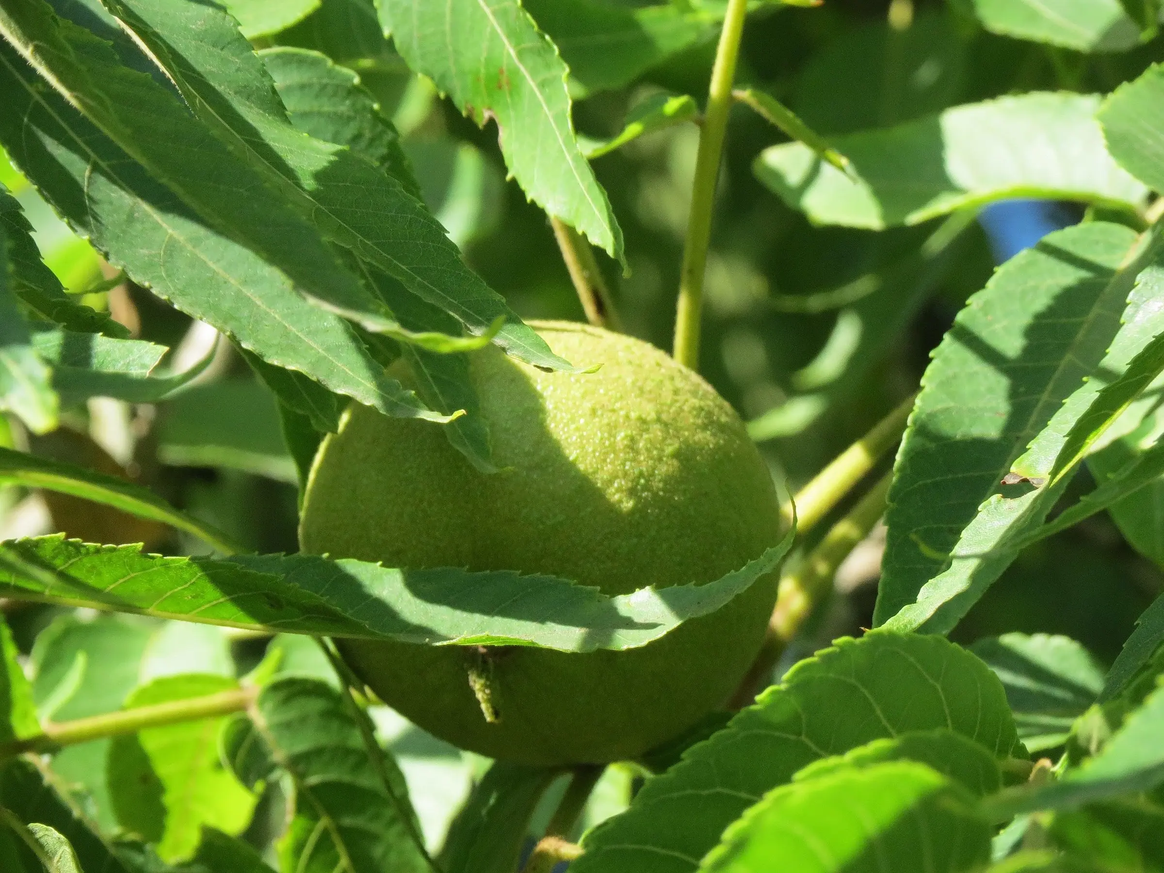 Black Walnut Tree