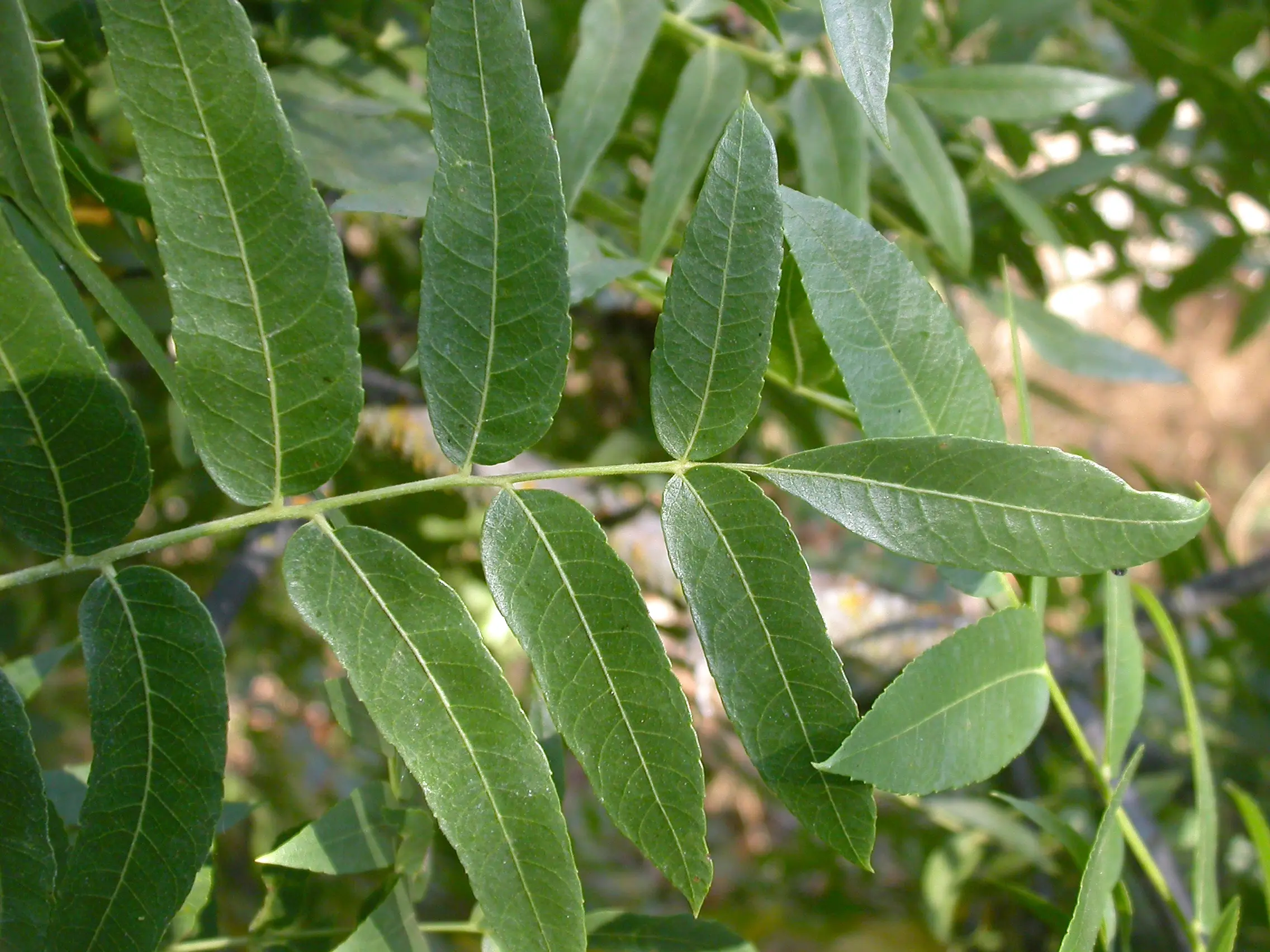 Black Walnut Tree