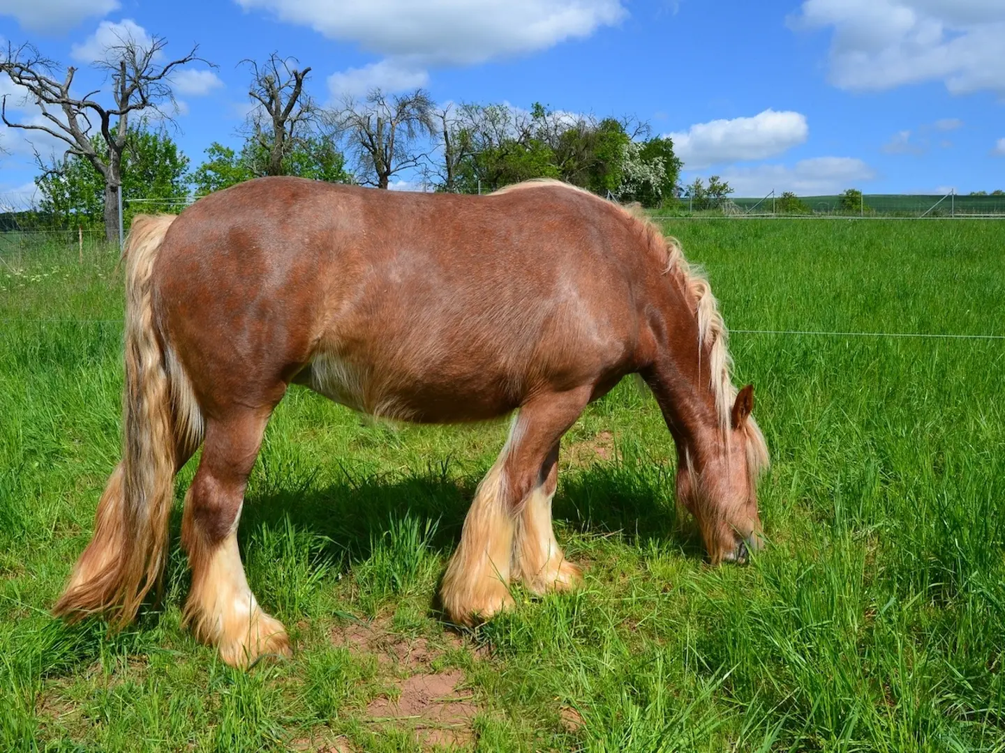 Jutland Horse