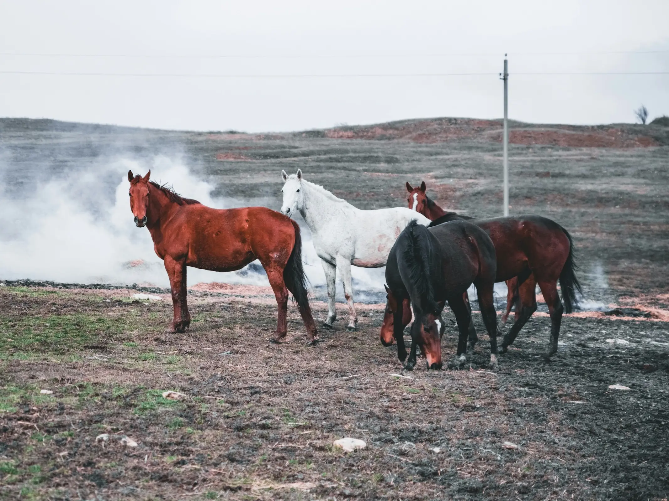 Kabarda Horse