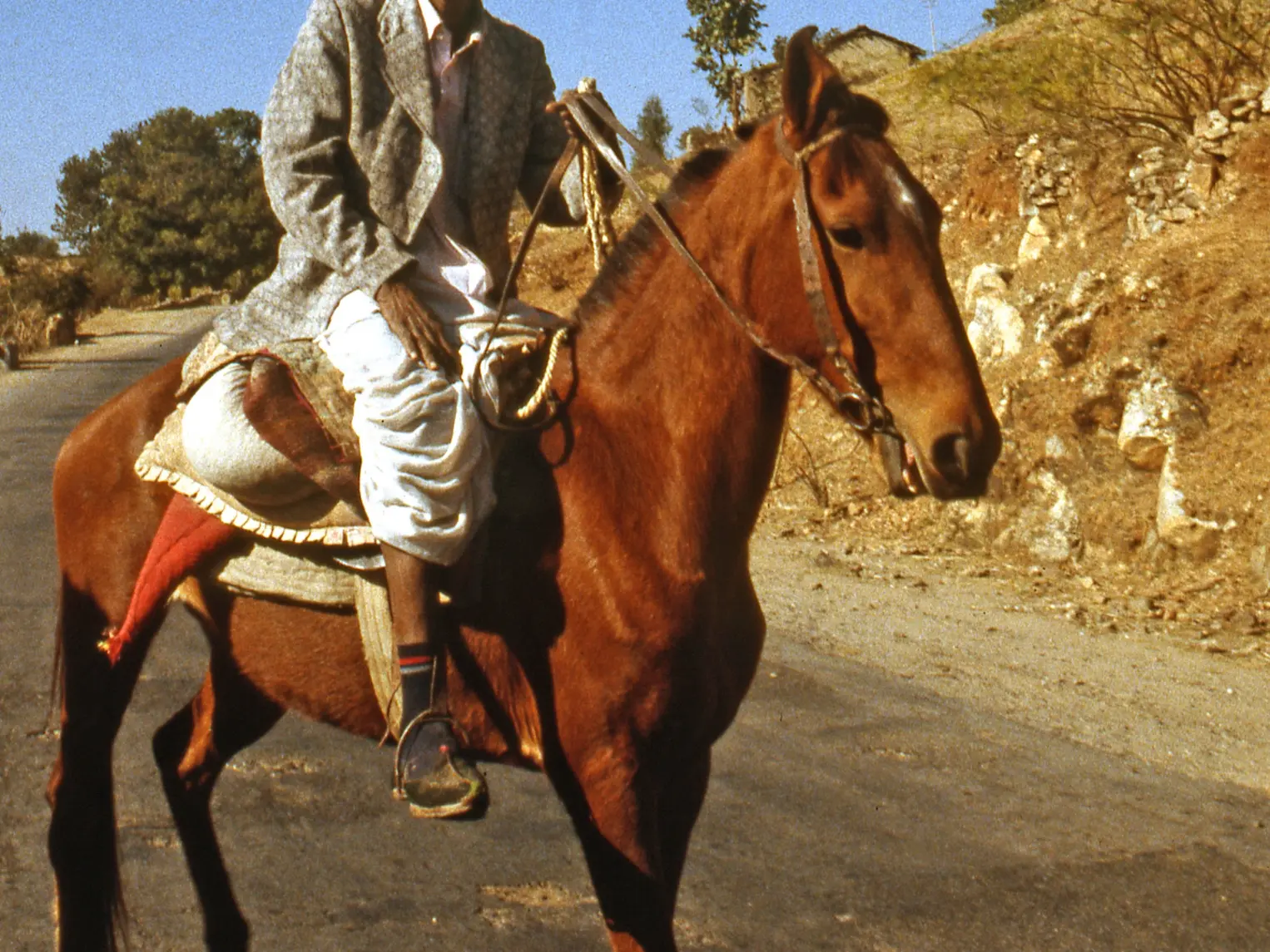 Kachchhi Sindhi Horse