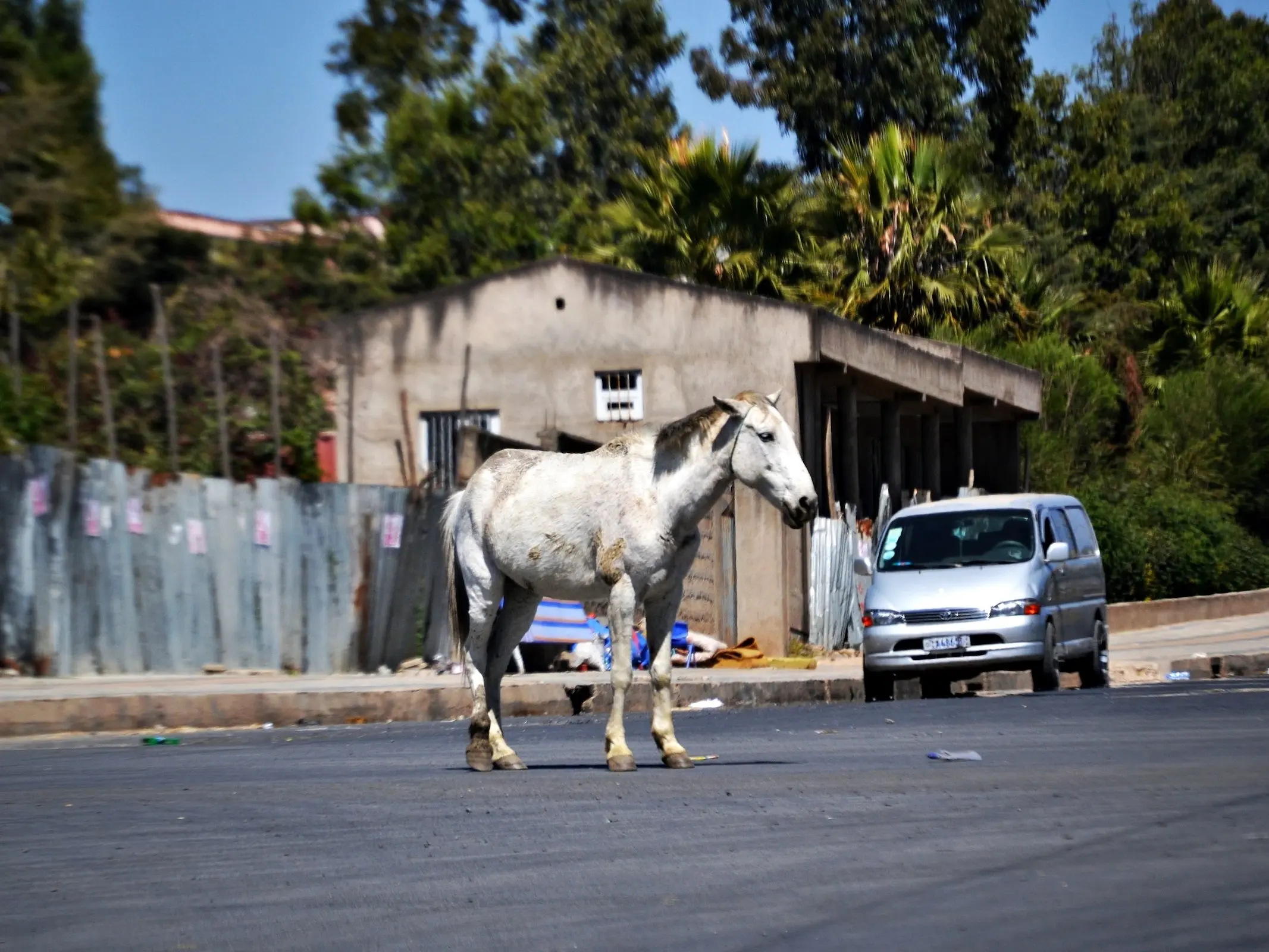 Kafa Horse