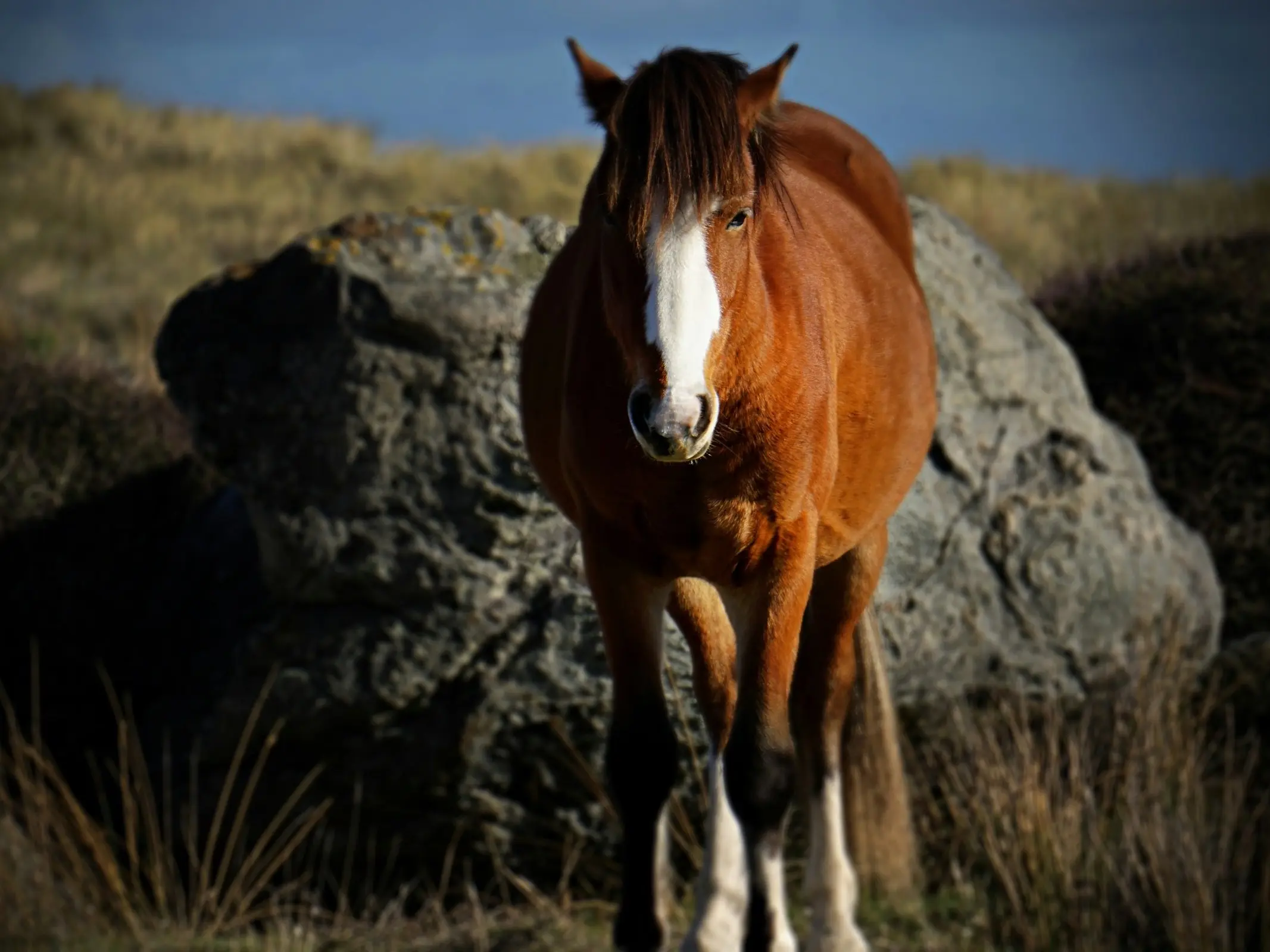 Kaimanawa Horse