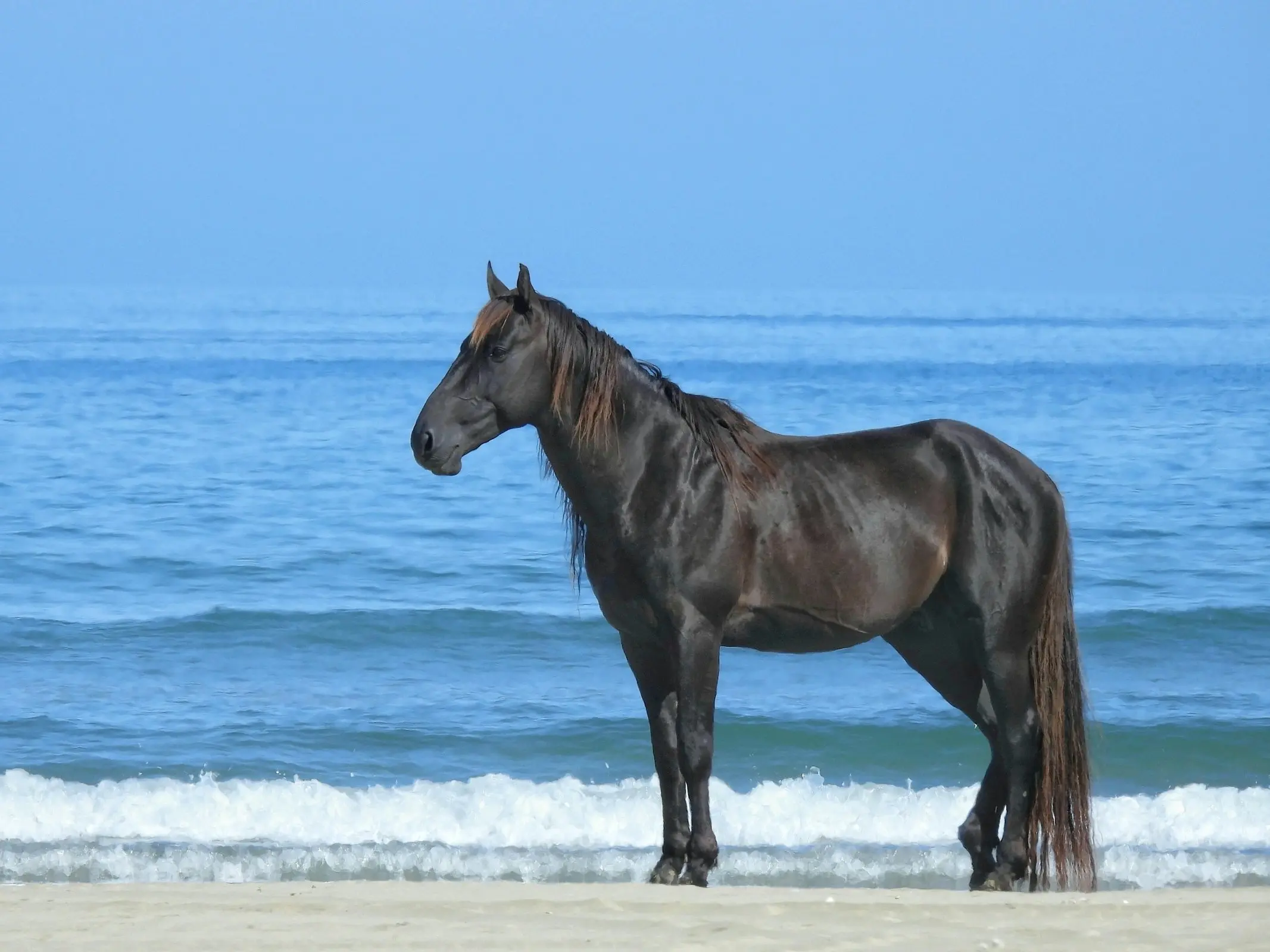 Kaimanawa Horse