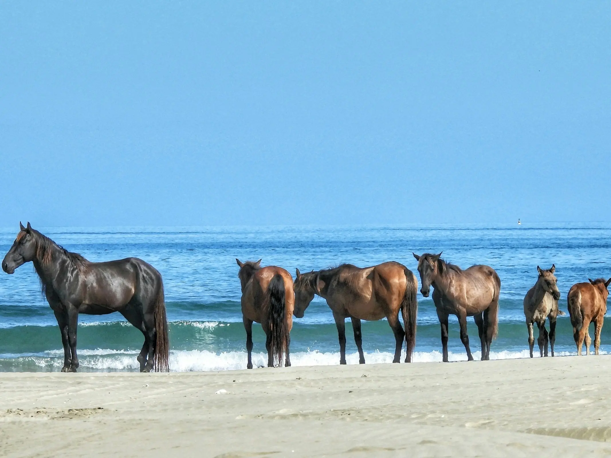 Kaimanawa Horse