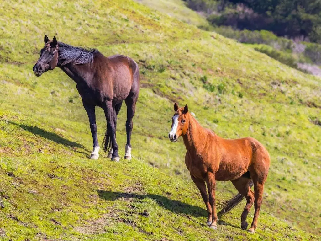 Kaimanawa Horse