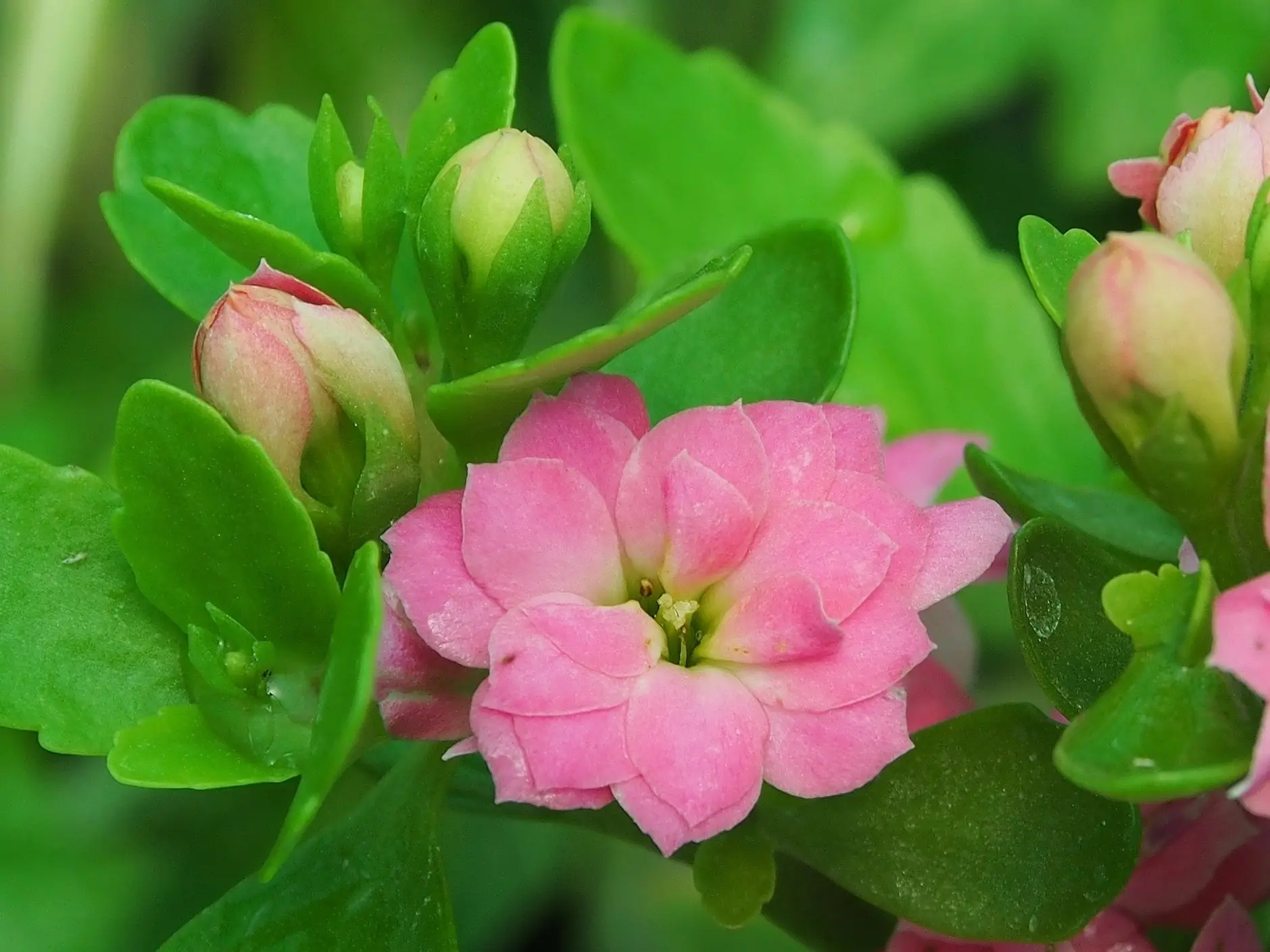 Kalanchoe