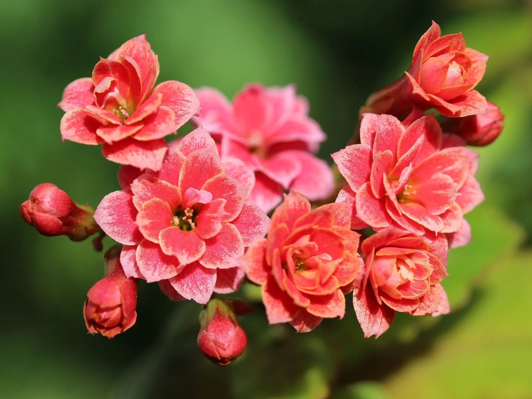 Kalanchoe