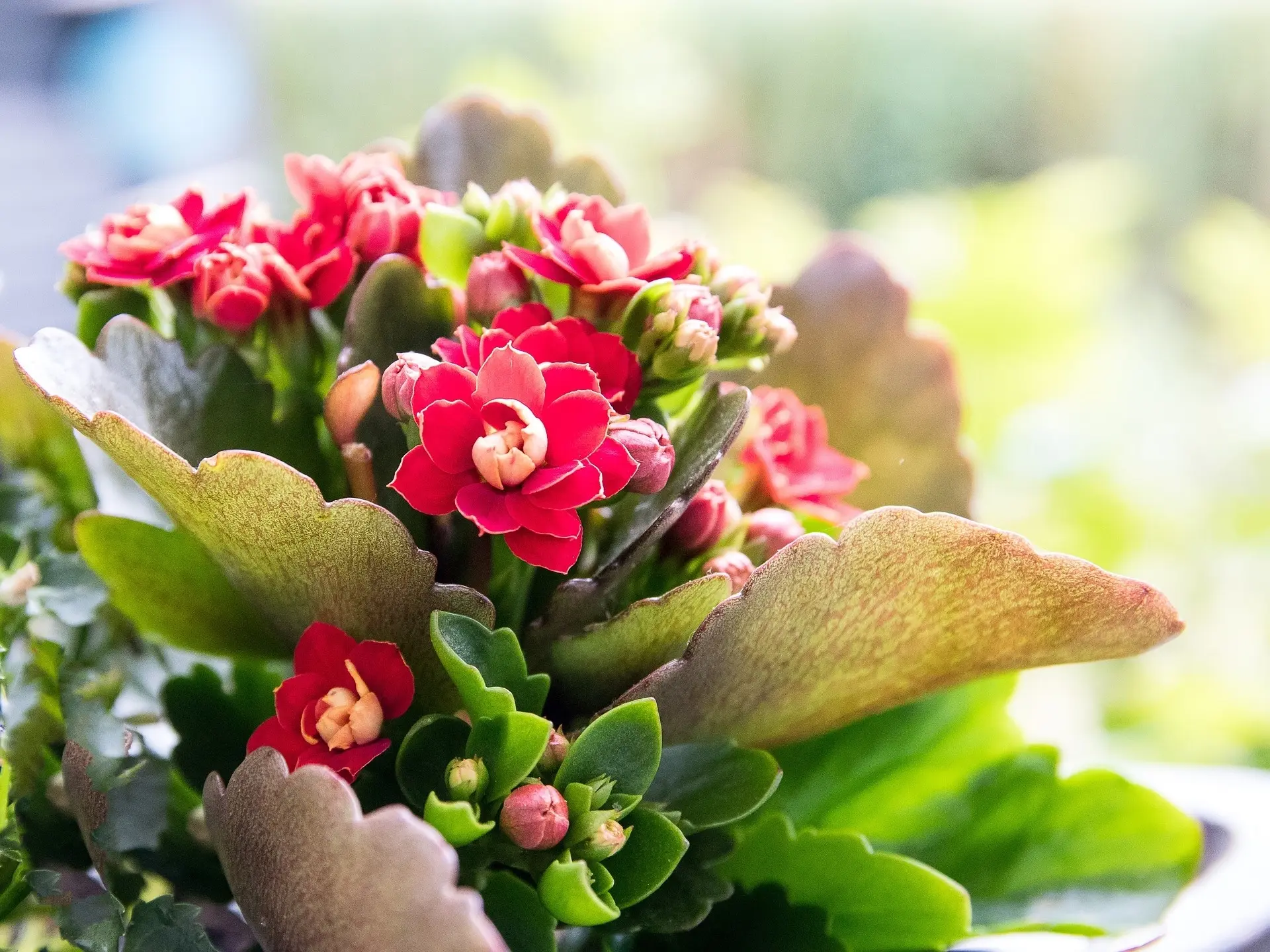 Kalanchoe