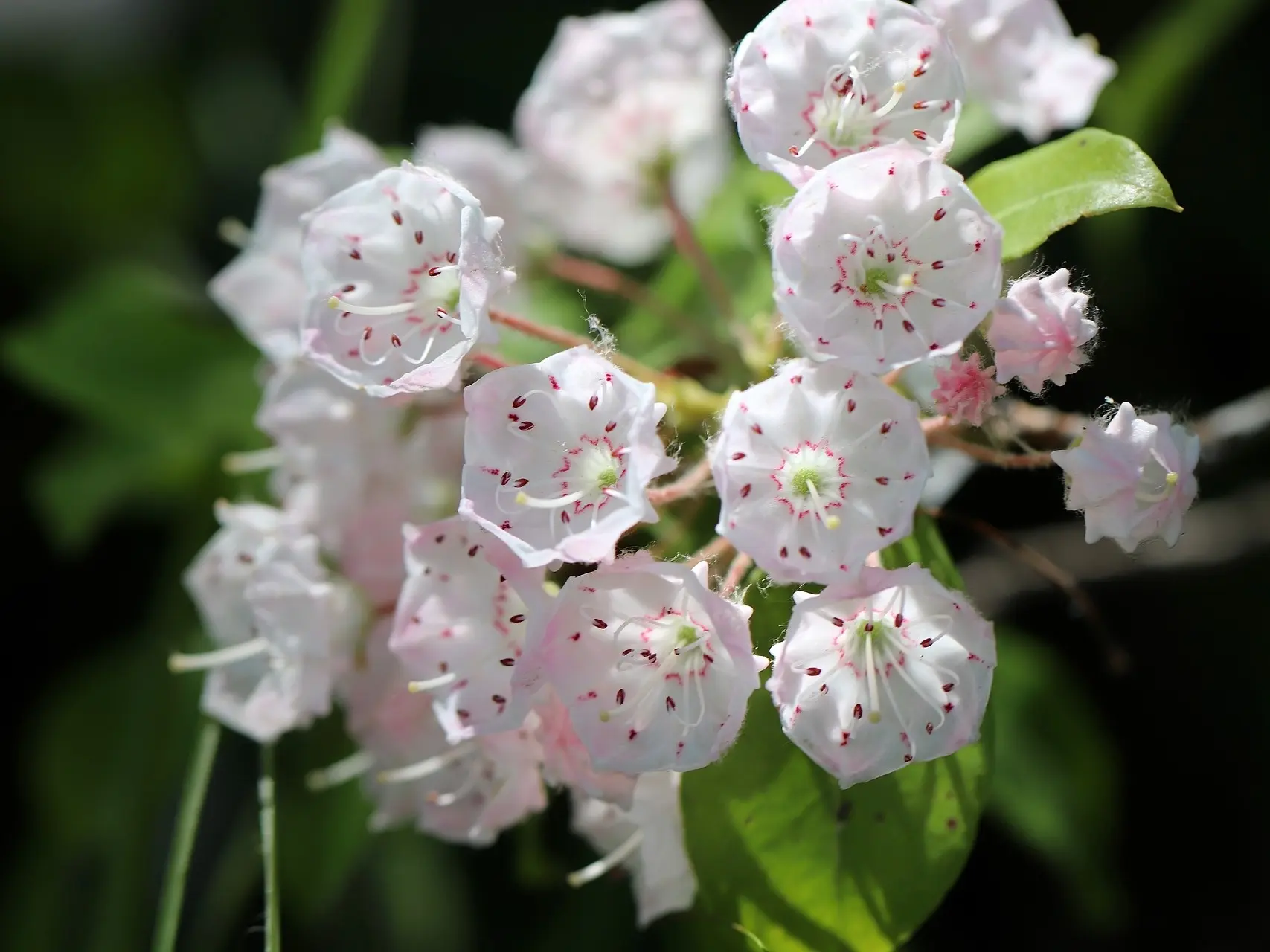 Bog Laurel