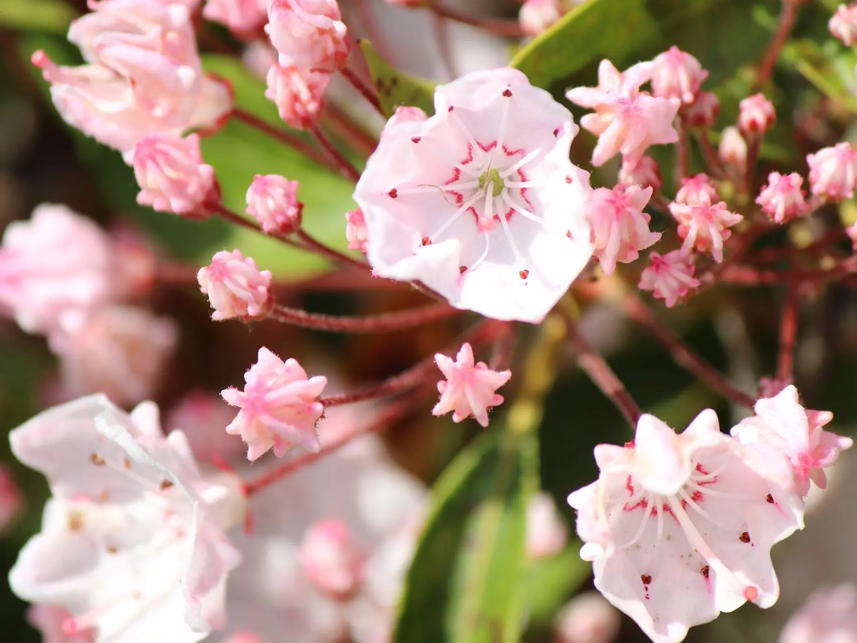 Bog Laurel