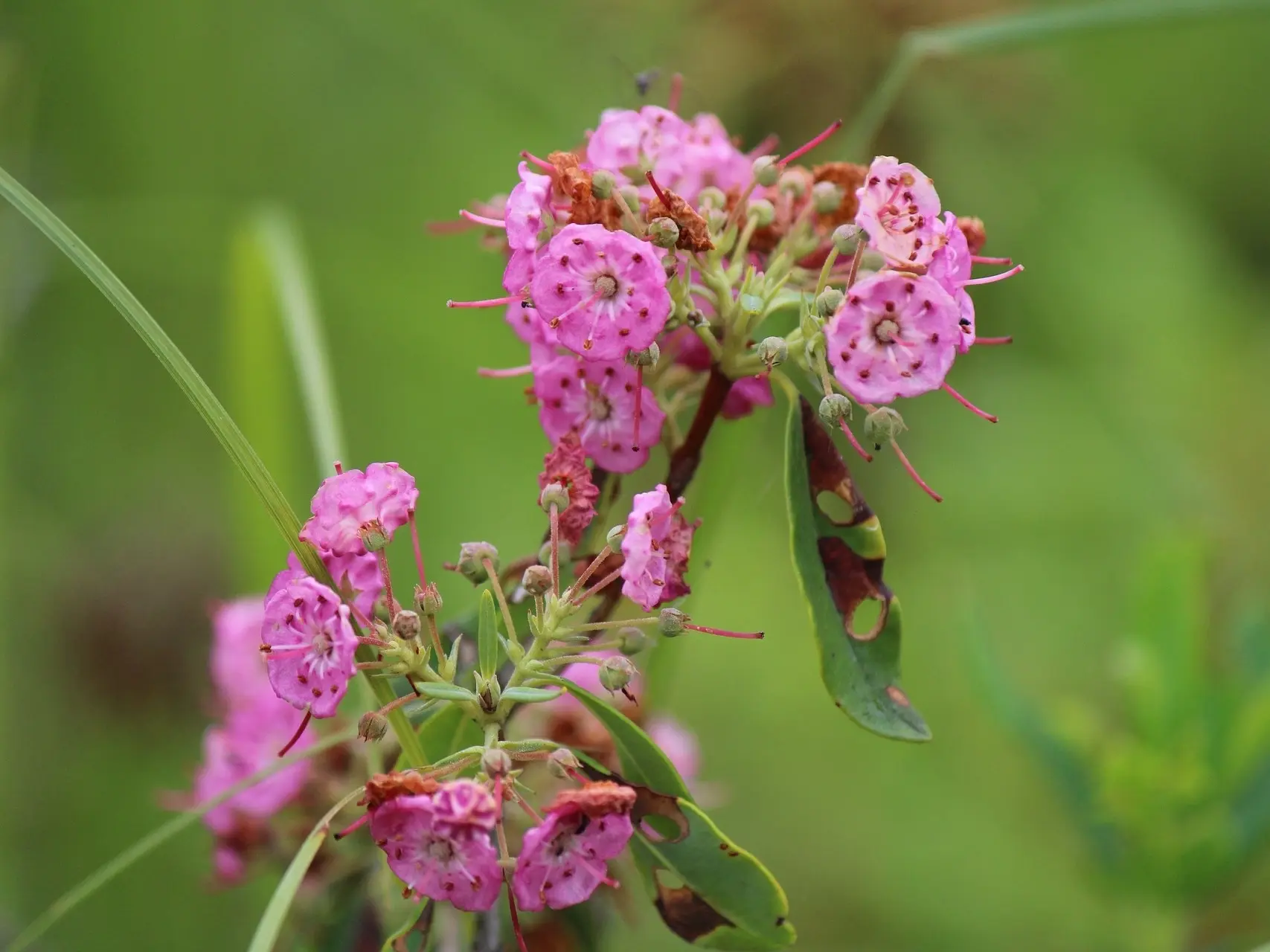 Bog Laurel