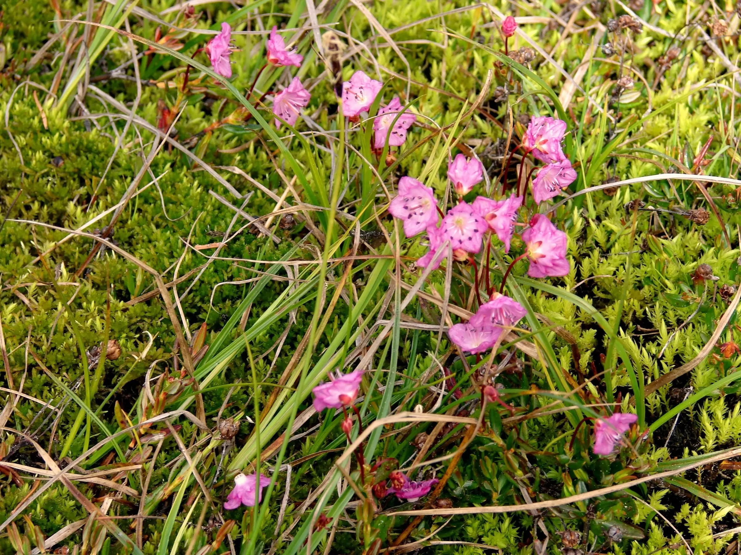 Bog Laurel