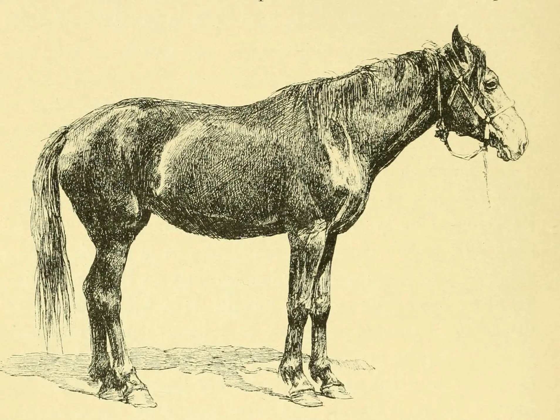 Kalmyk Horse