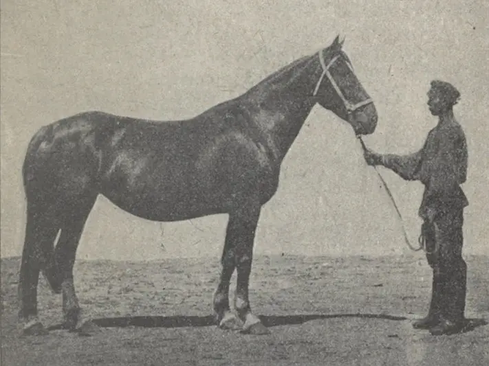 Kalmyk Horse