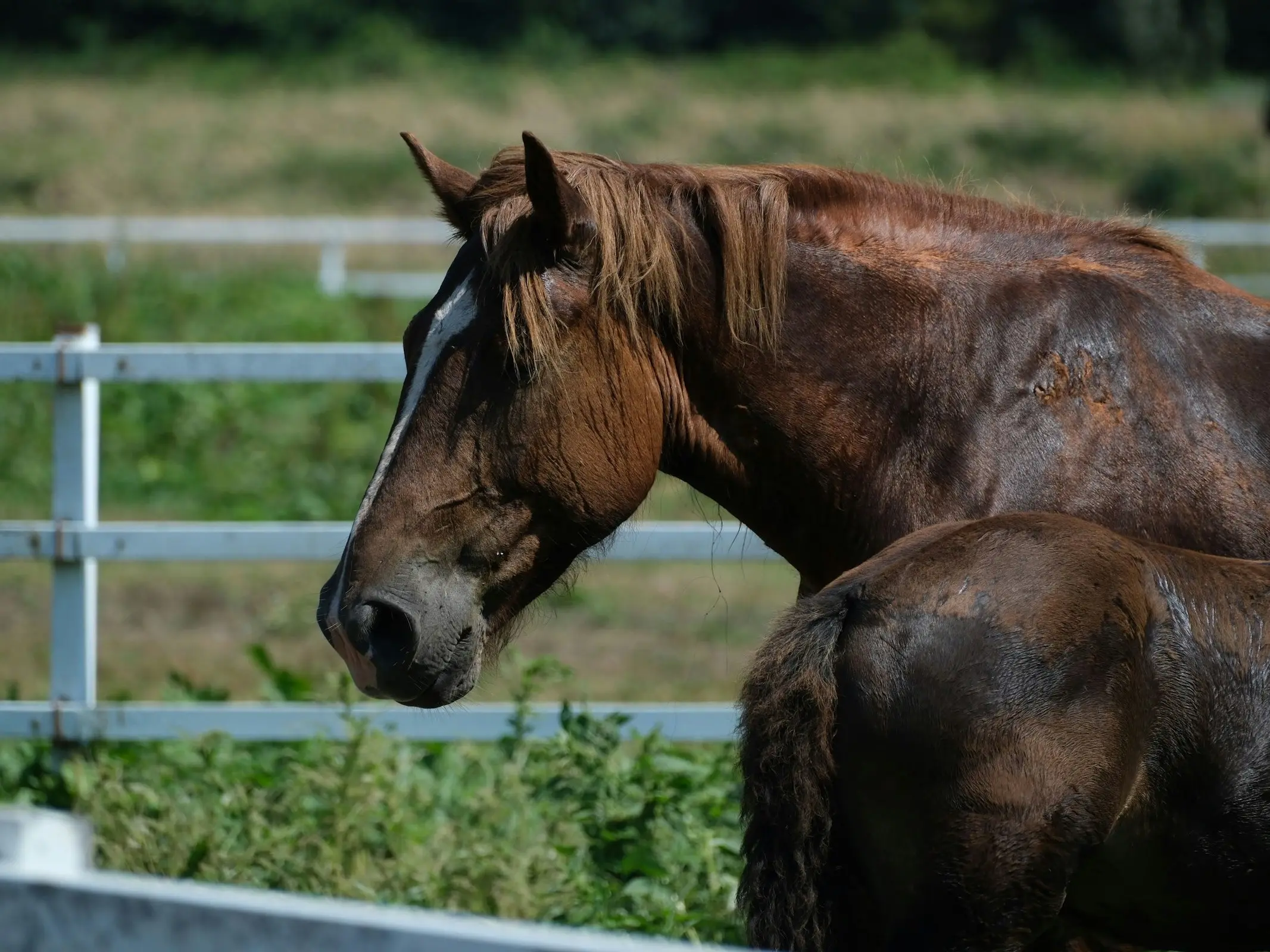 Handachine Horse