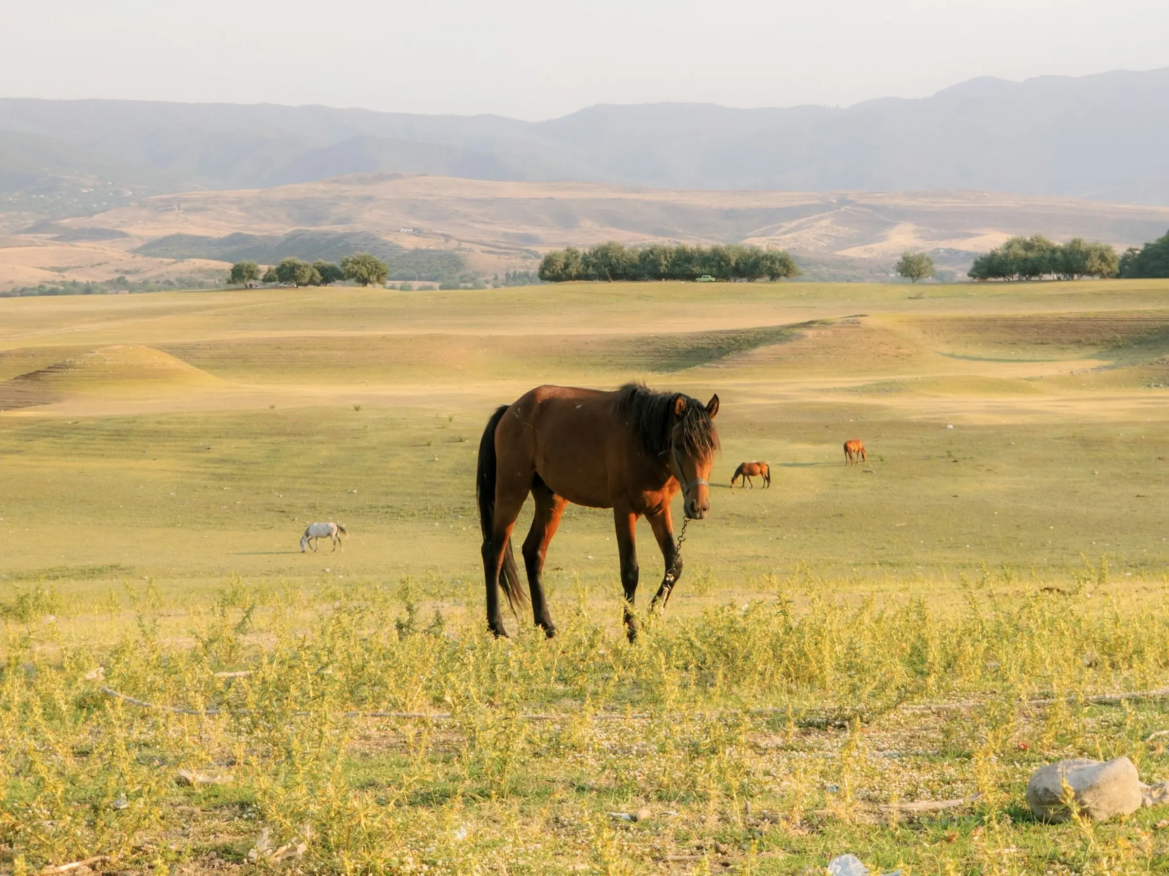 Karabakh Horse