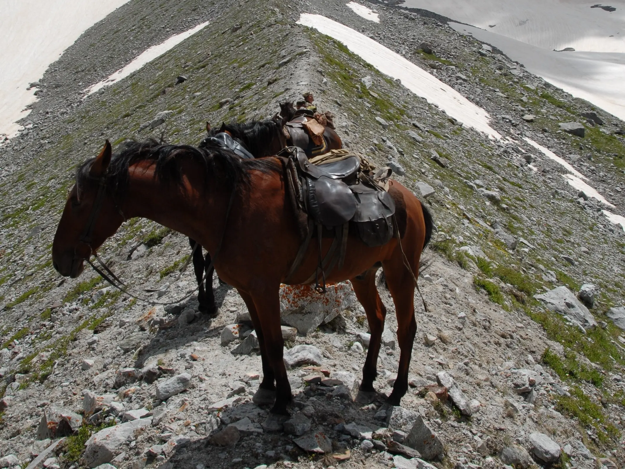 Karachai Horse