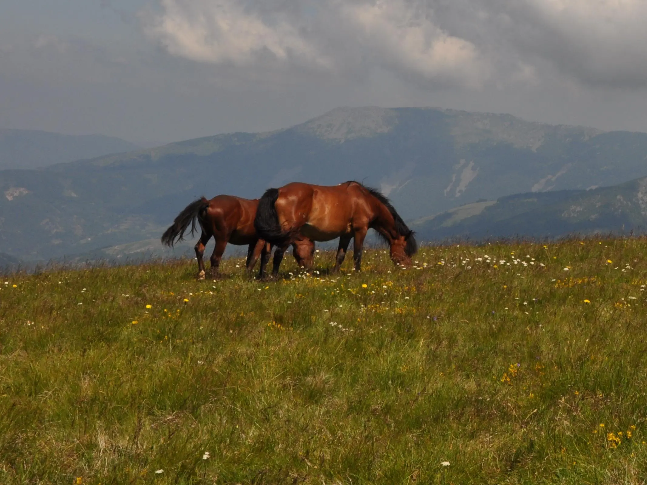 Karakacan