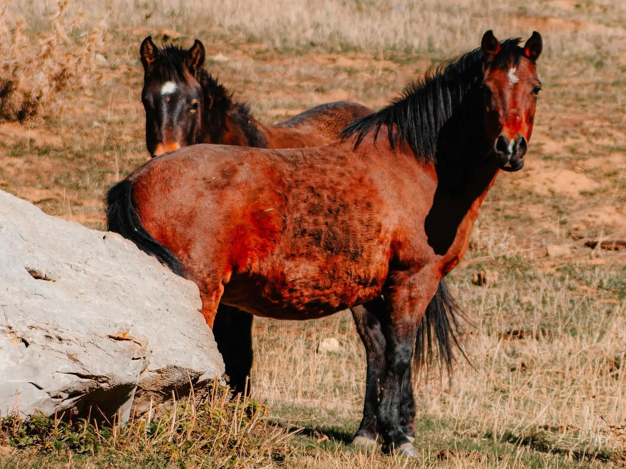 Karakacan