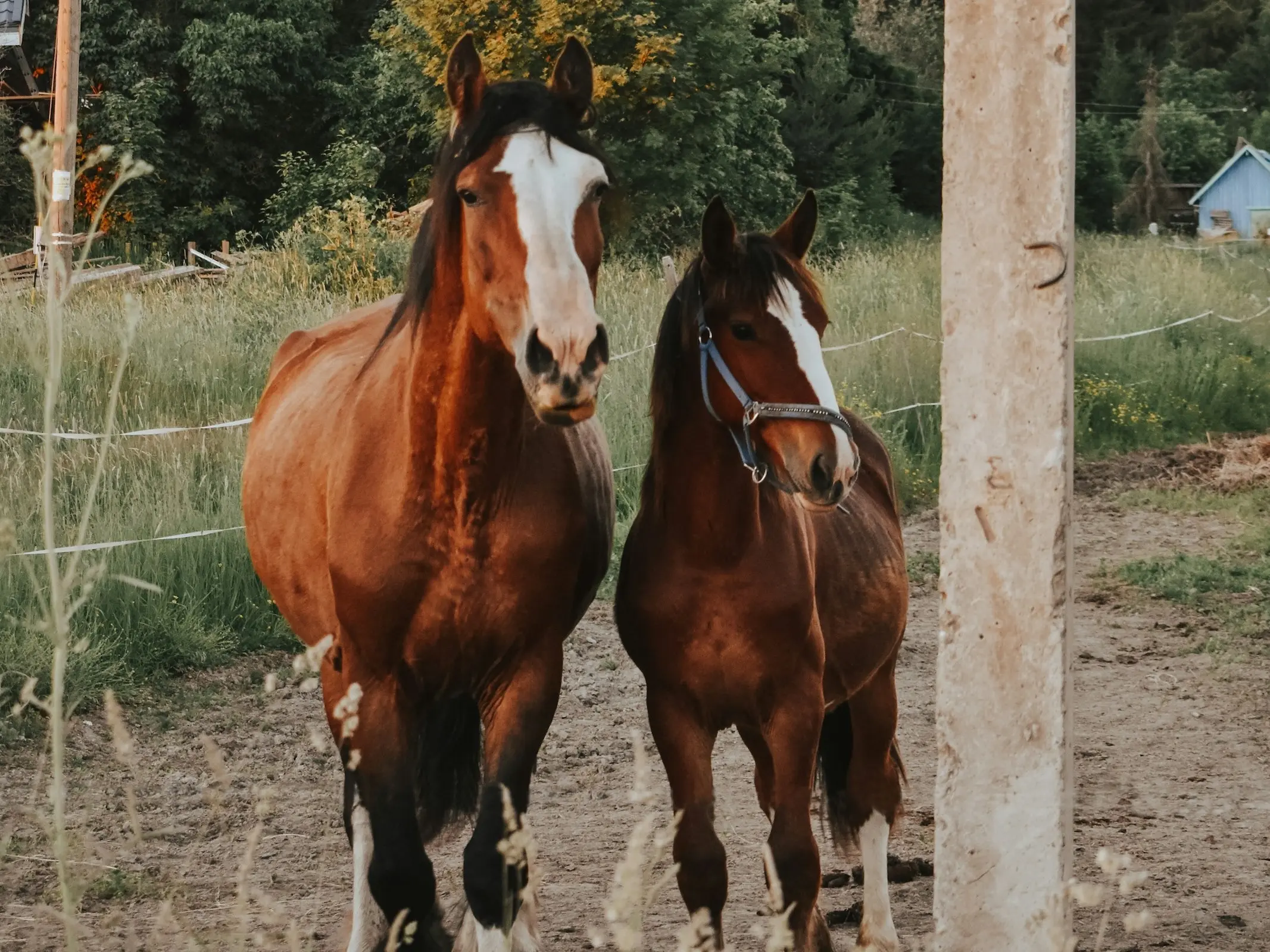 Karelian Pony