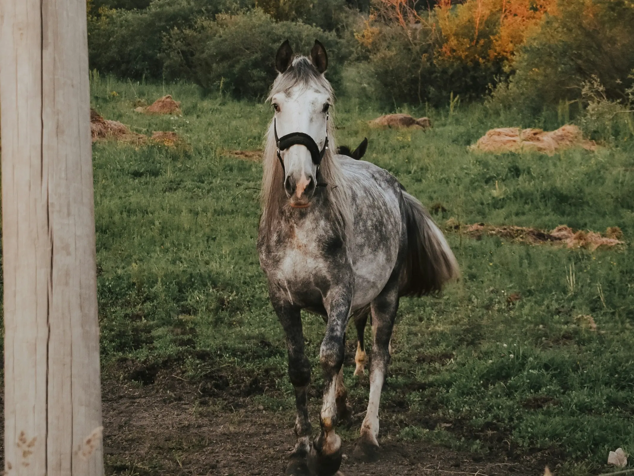 Karelian Pony