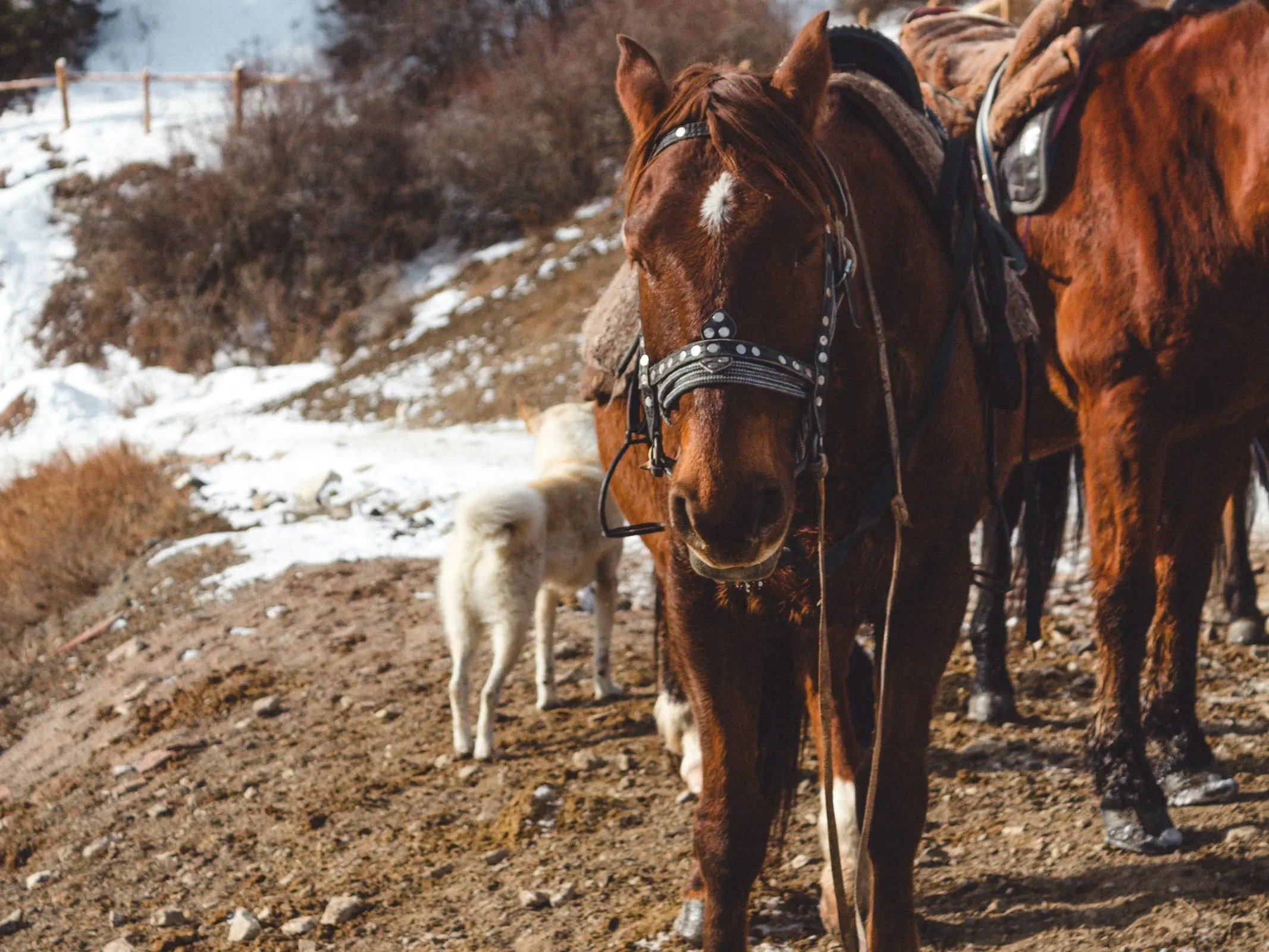 Kazakh Horse