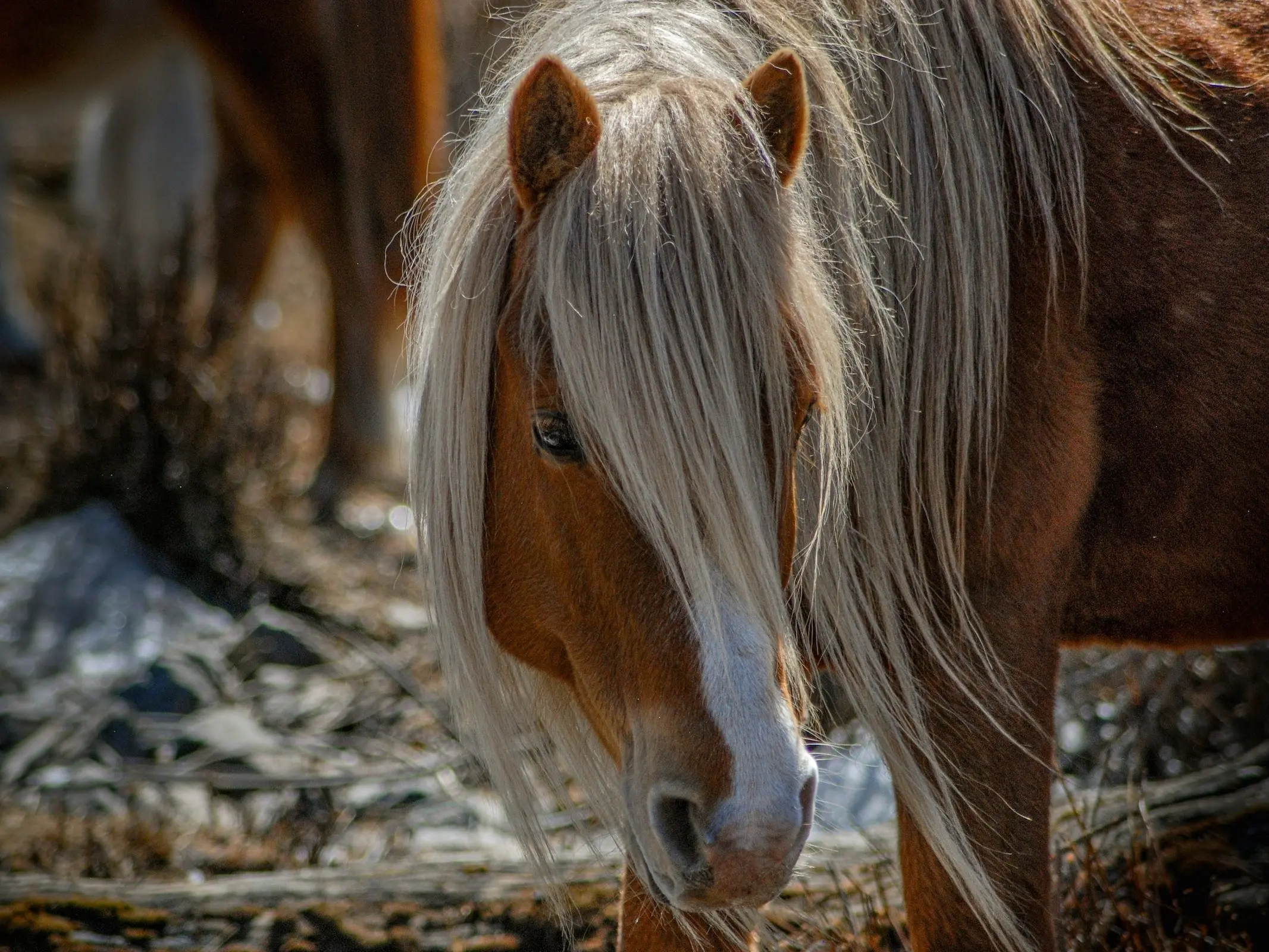 Ke-Er-Qin Horse