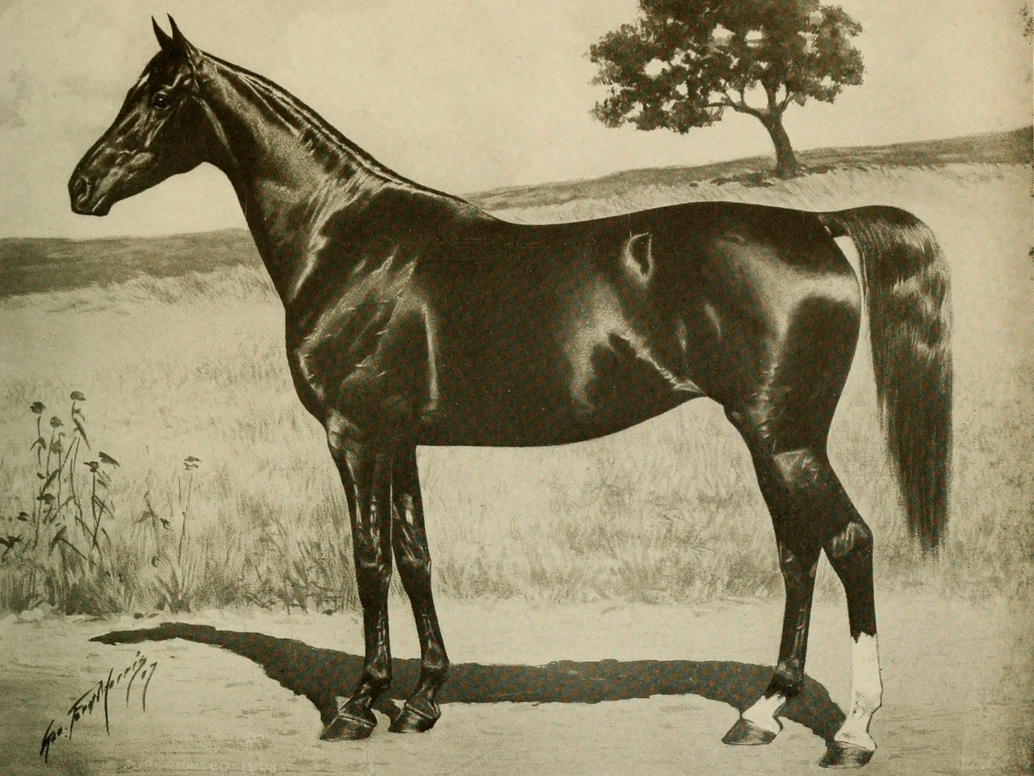 Keheilan Arabian Horse