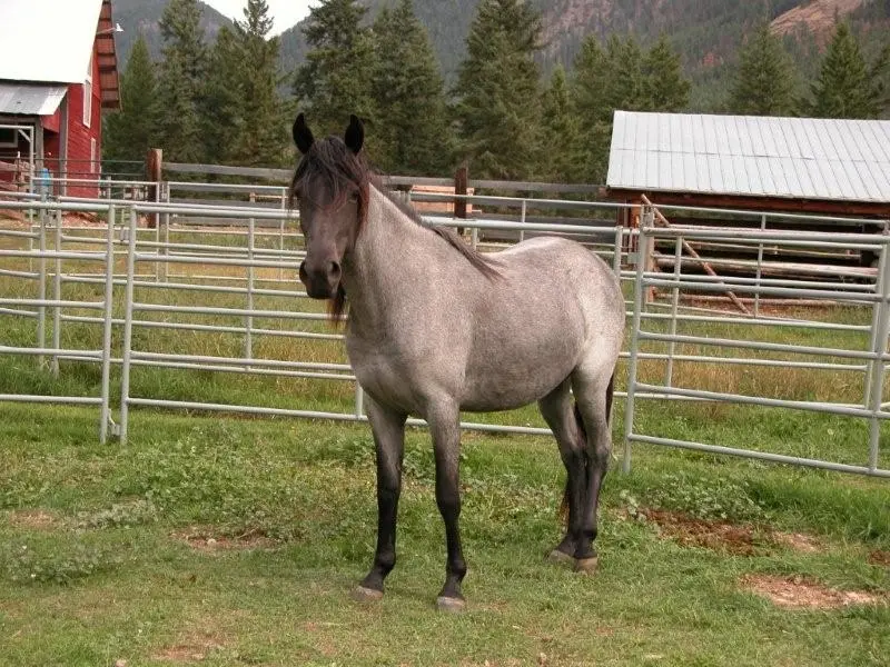 Kentucky Mountain Saddle Horse