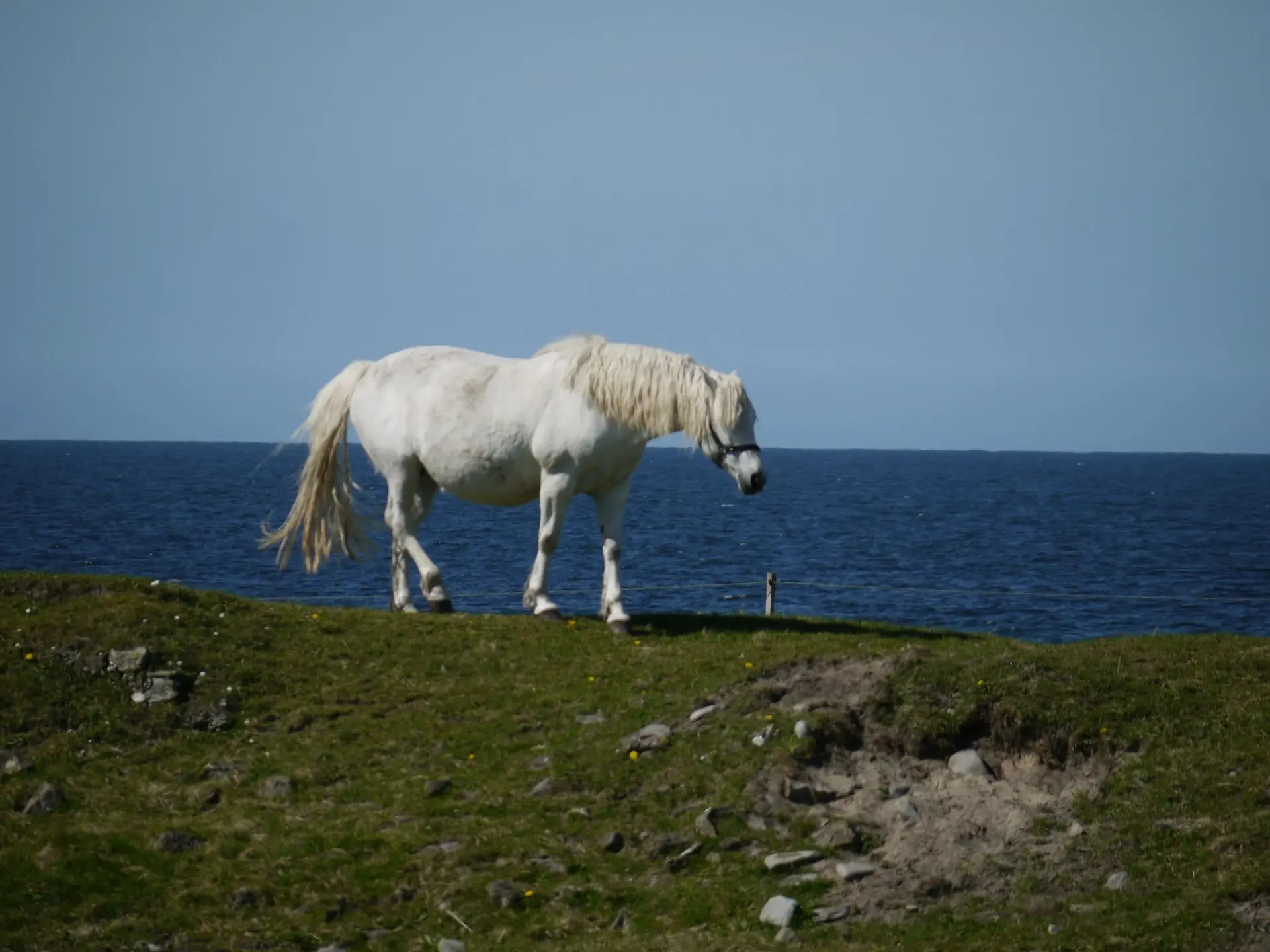 Kerry Bog Pony