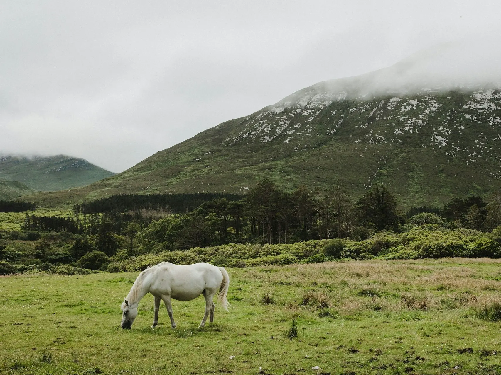 Kerry Bog Pony