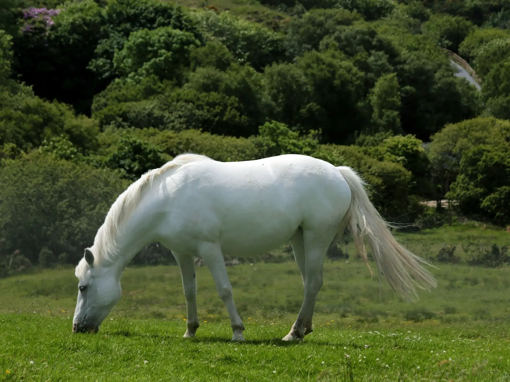 Kerry Bog Pony