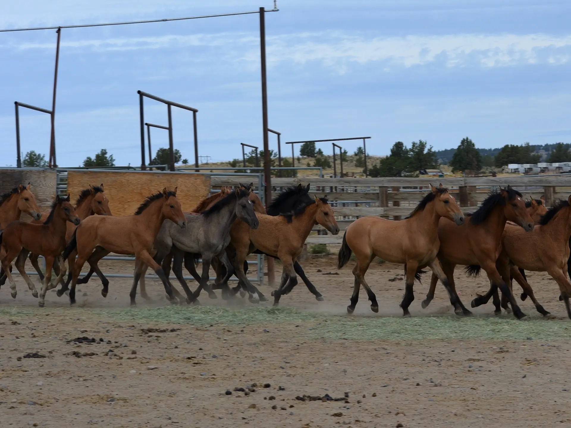 Kiger Mustang