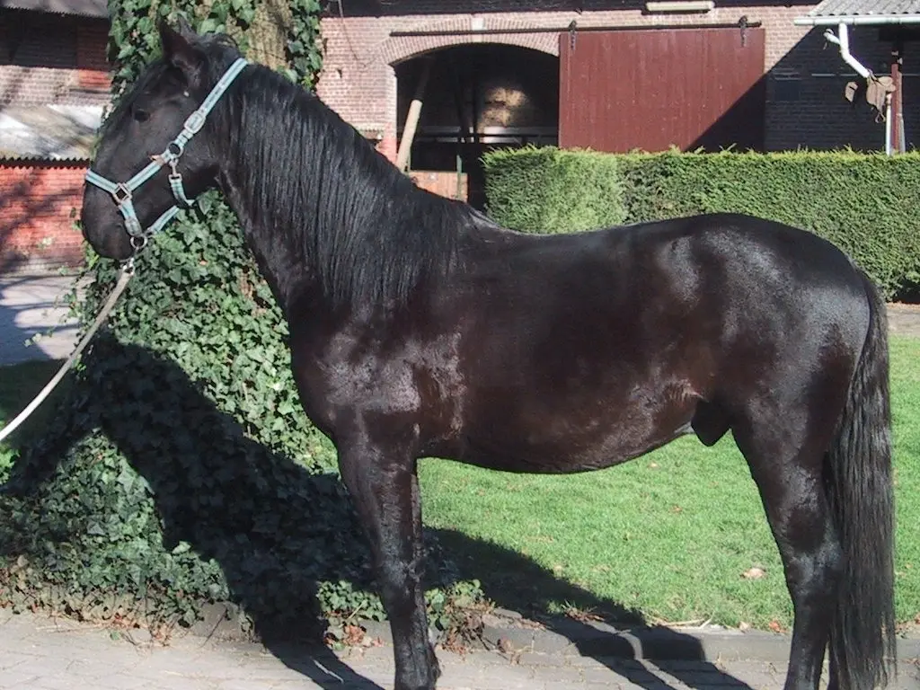 Old English Black Horse