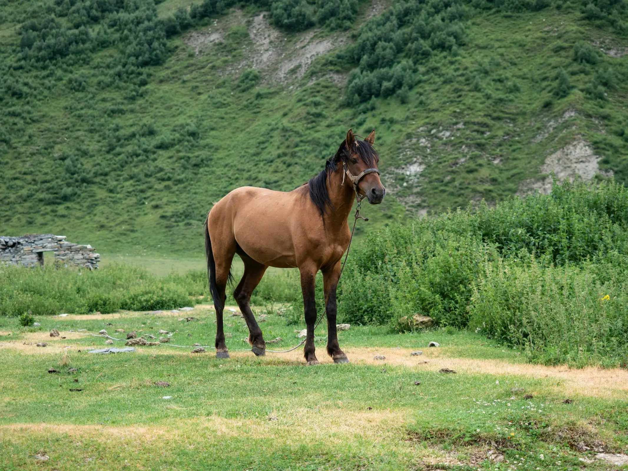 Kolkhuri Horse