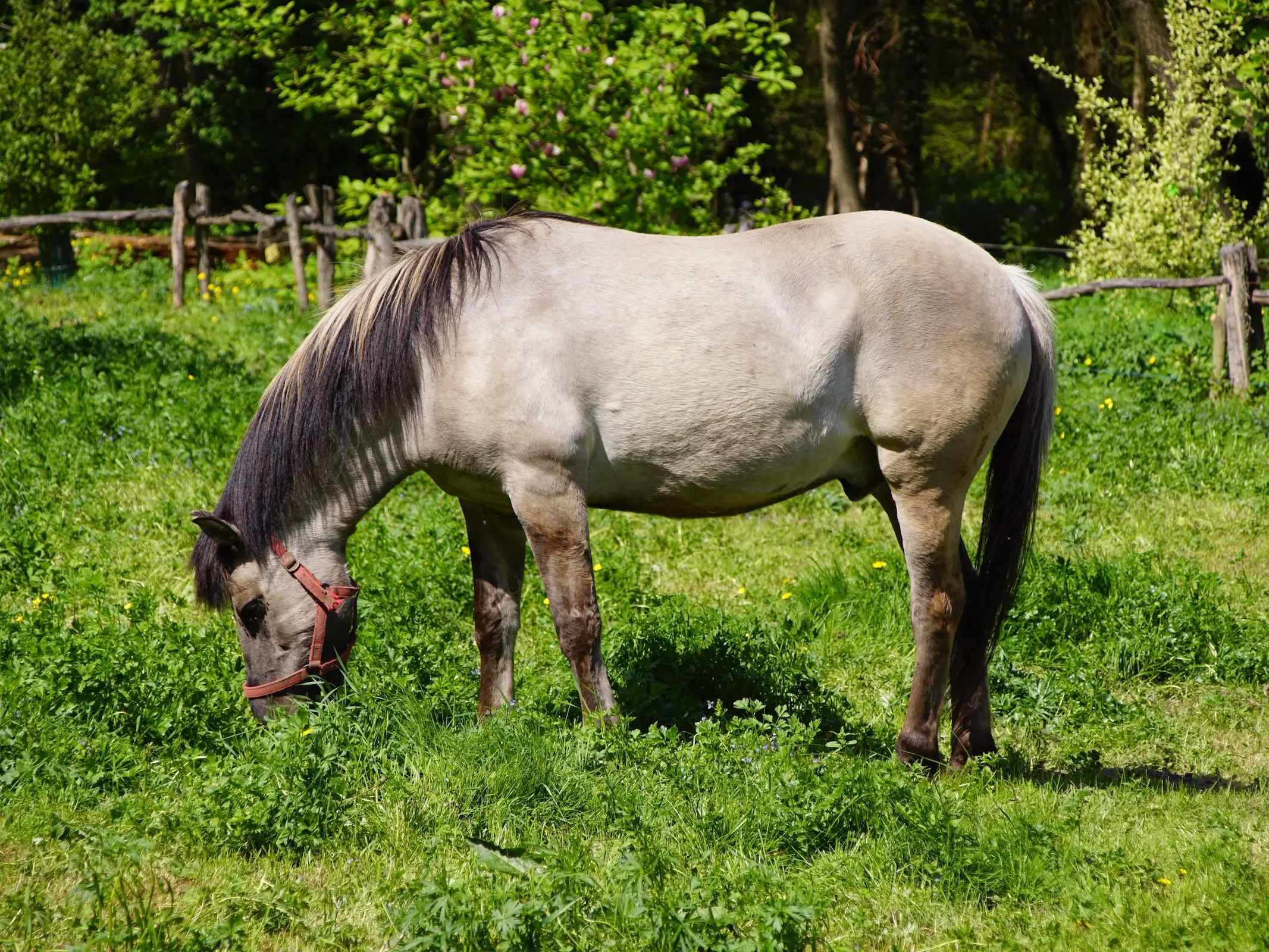 Konik Horse