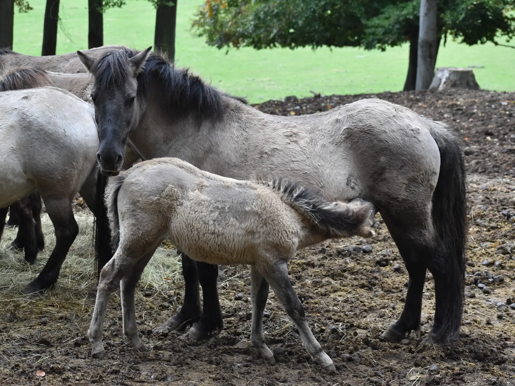 Konik Horse