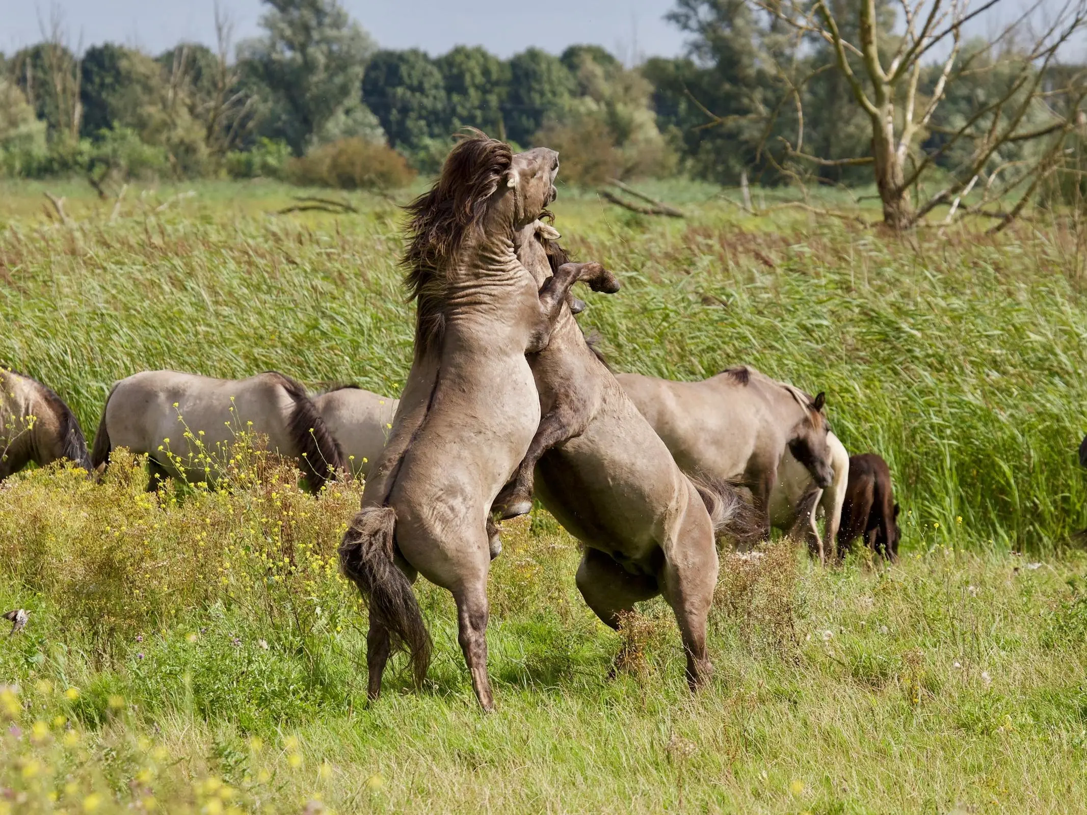 Konik Horse