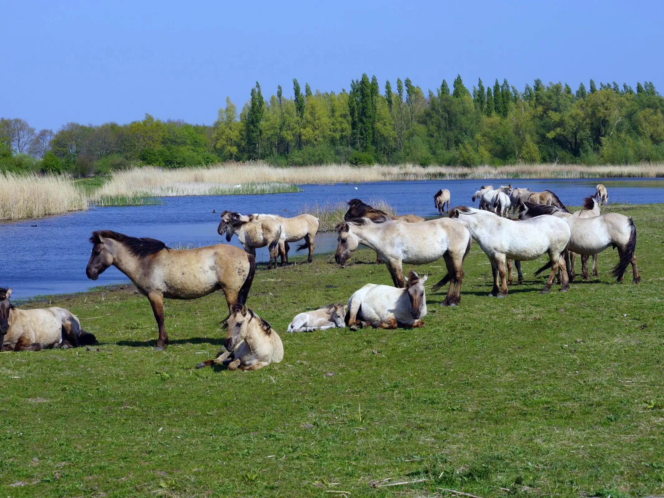 Konik Horse