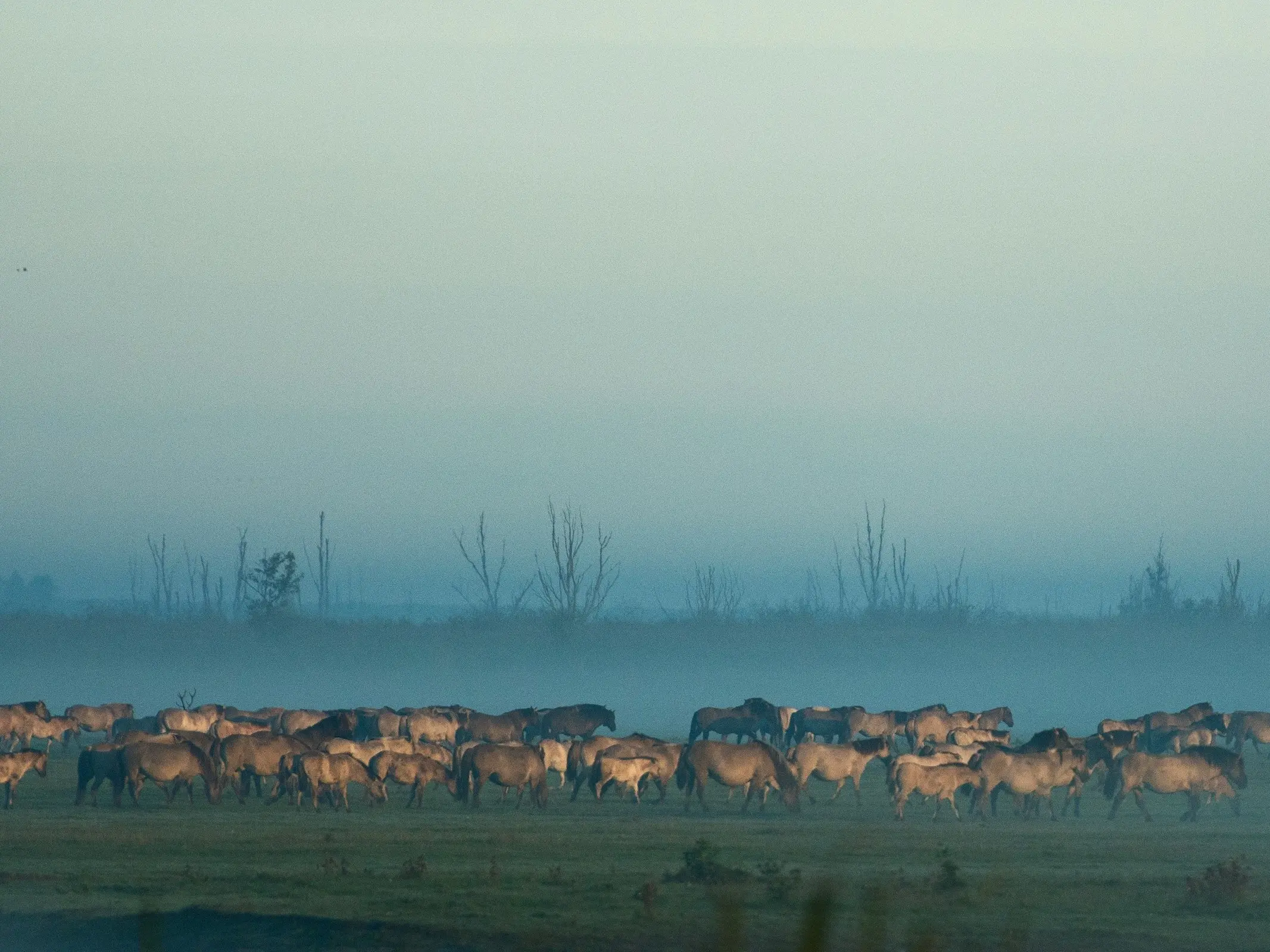 Konik Horse