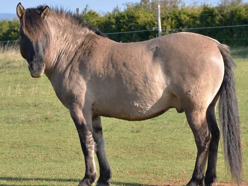 Polish Konik