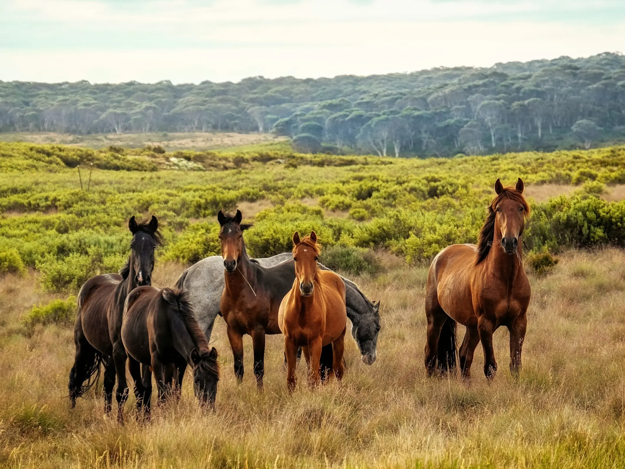 Kosciuszko Brumby Horse