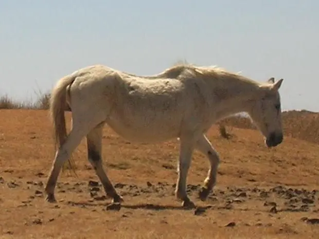 Kundido Feral Horse